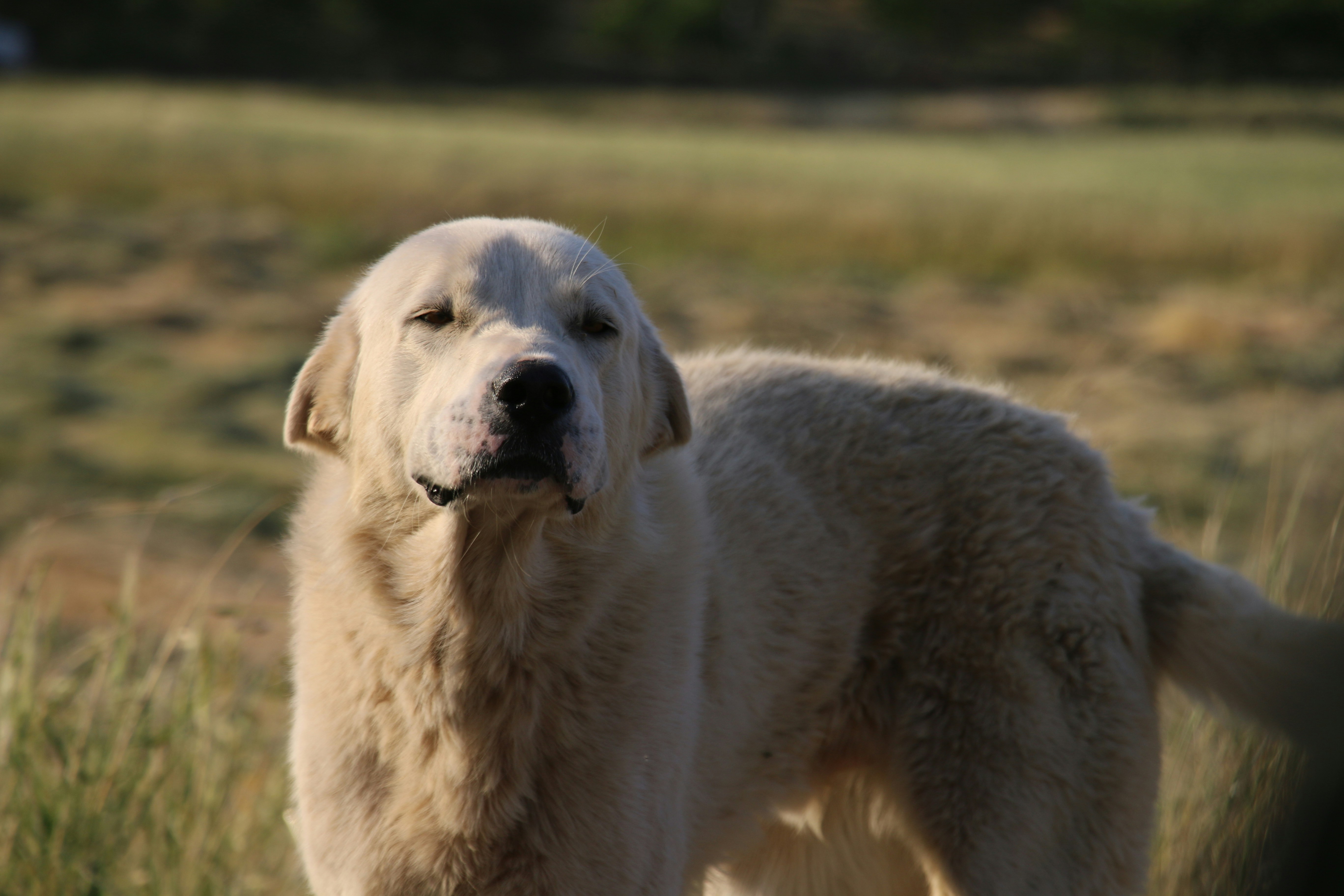 A serene moment in nature with a fluffy white dog enjoying the fresh air and sunshine. Surrounded by trees and wildflowers, this peaceful scene captures the joy and purity of a dog’s simple connection to the outdoors.