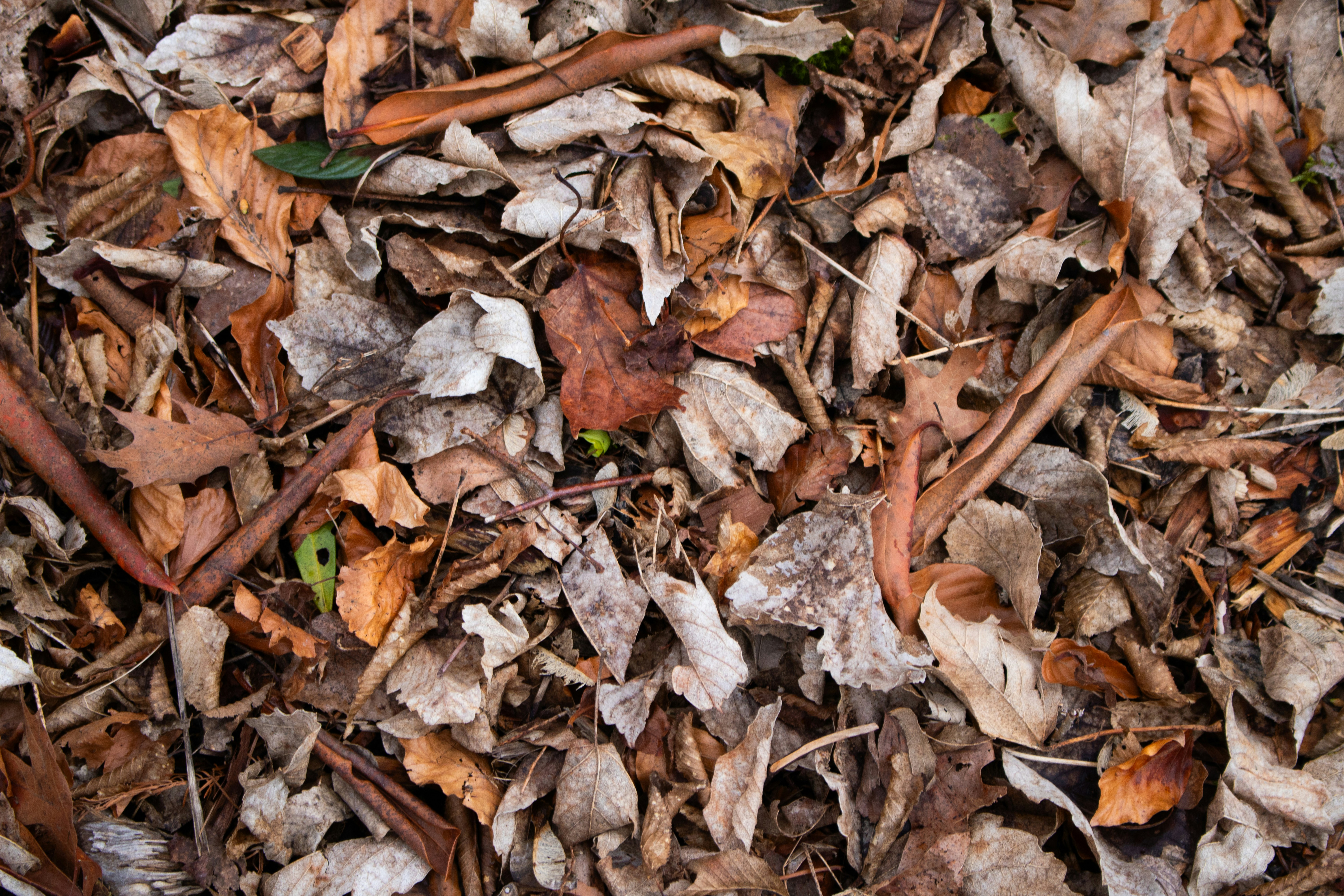 Photo by zoshuacolah