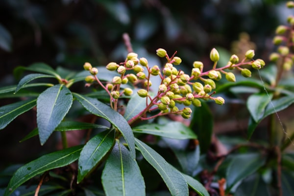 Pieris japonica Flaming Silver