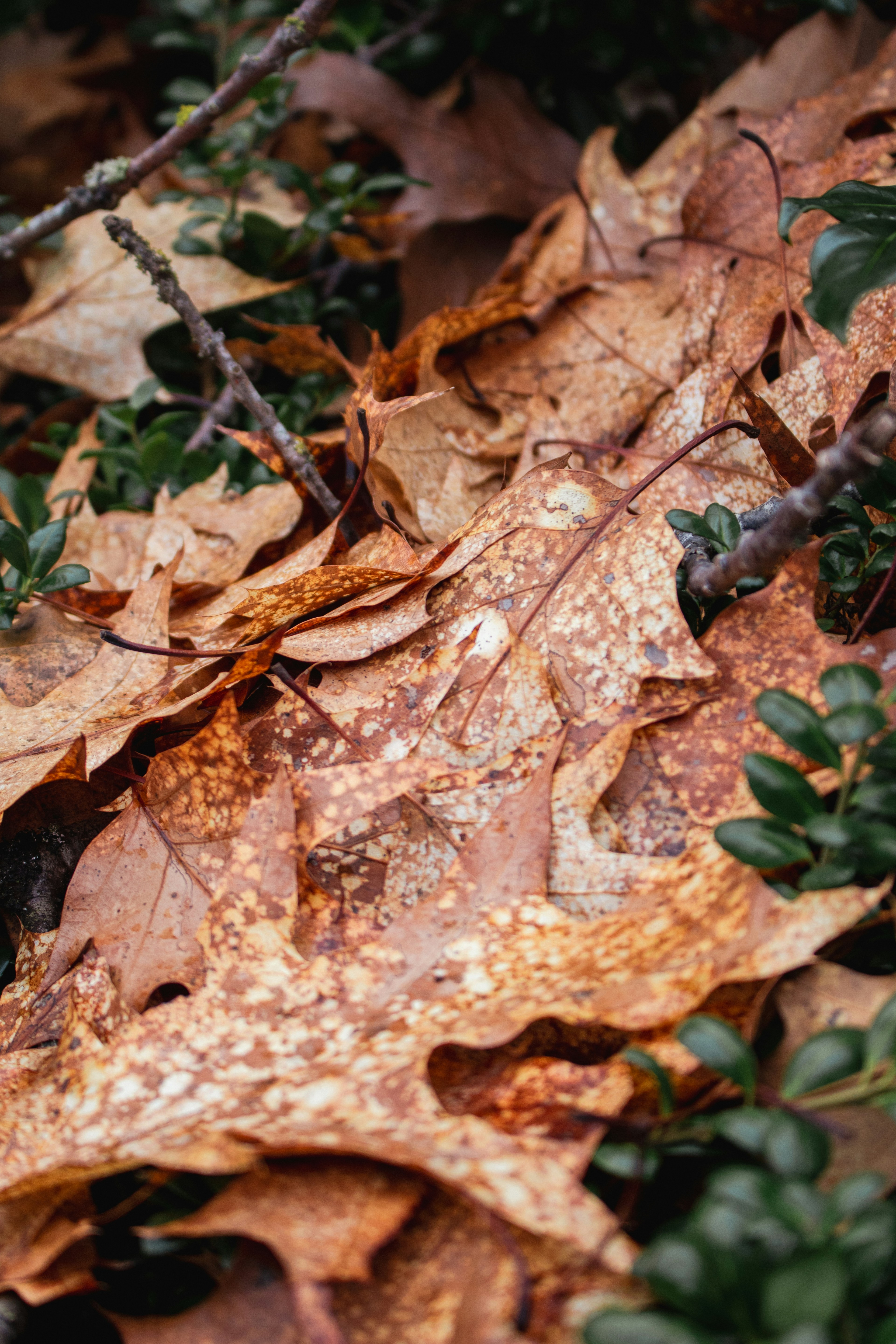 Photo by zoshuacolah