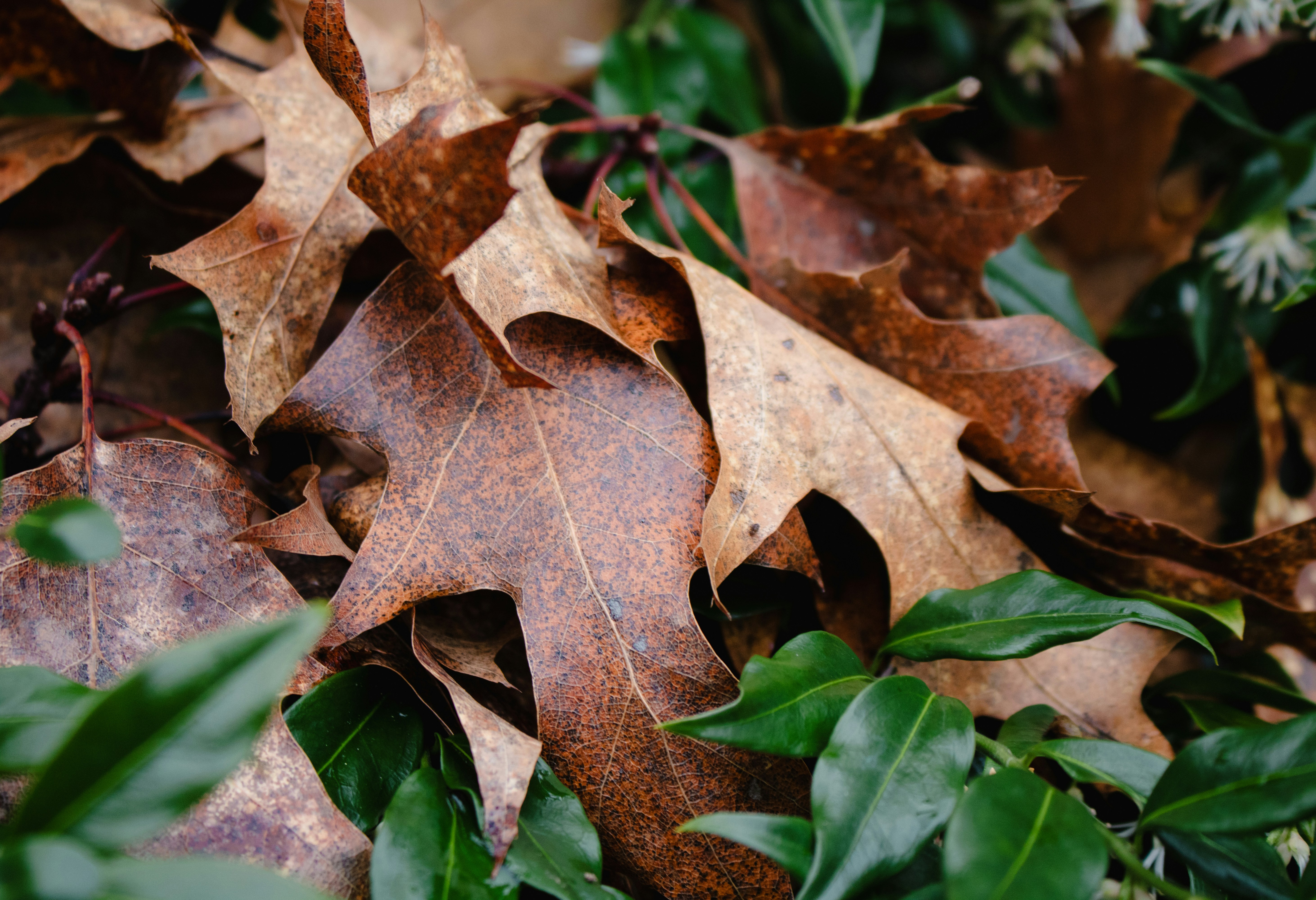 Photo by zoshuacolah