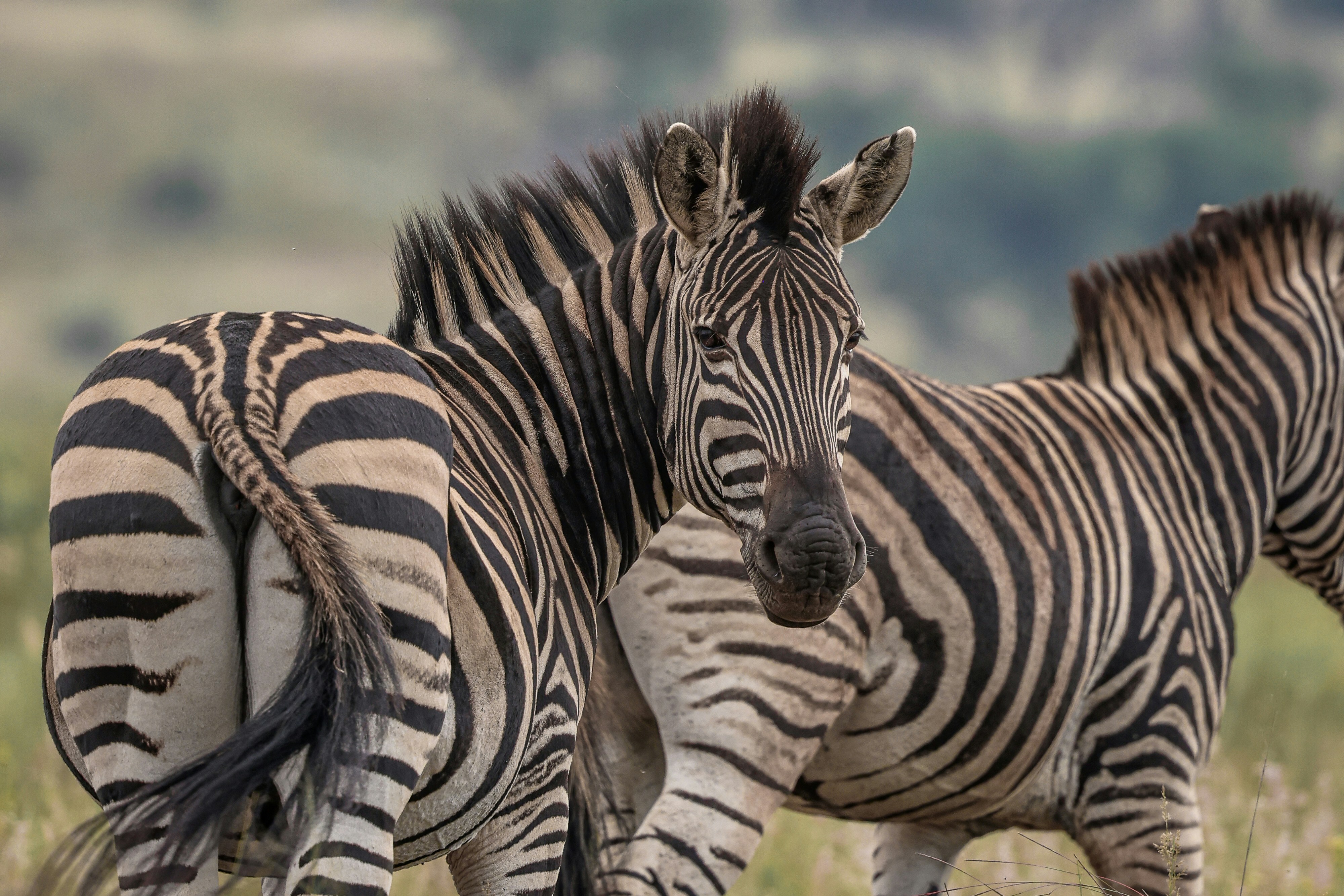 Photo by amandaswanepoel