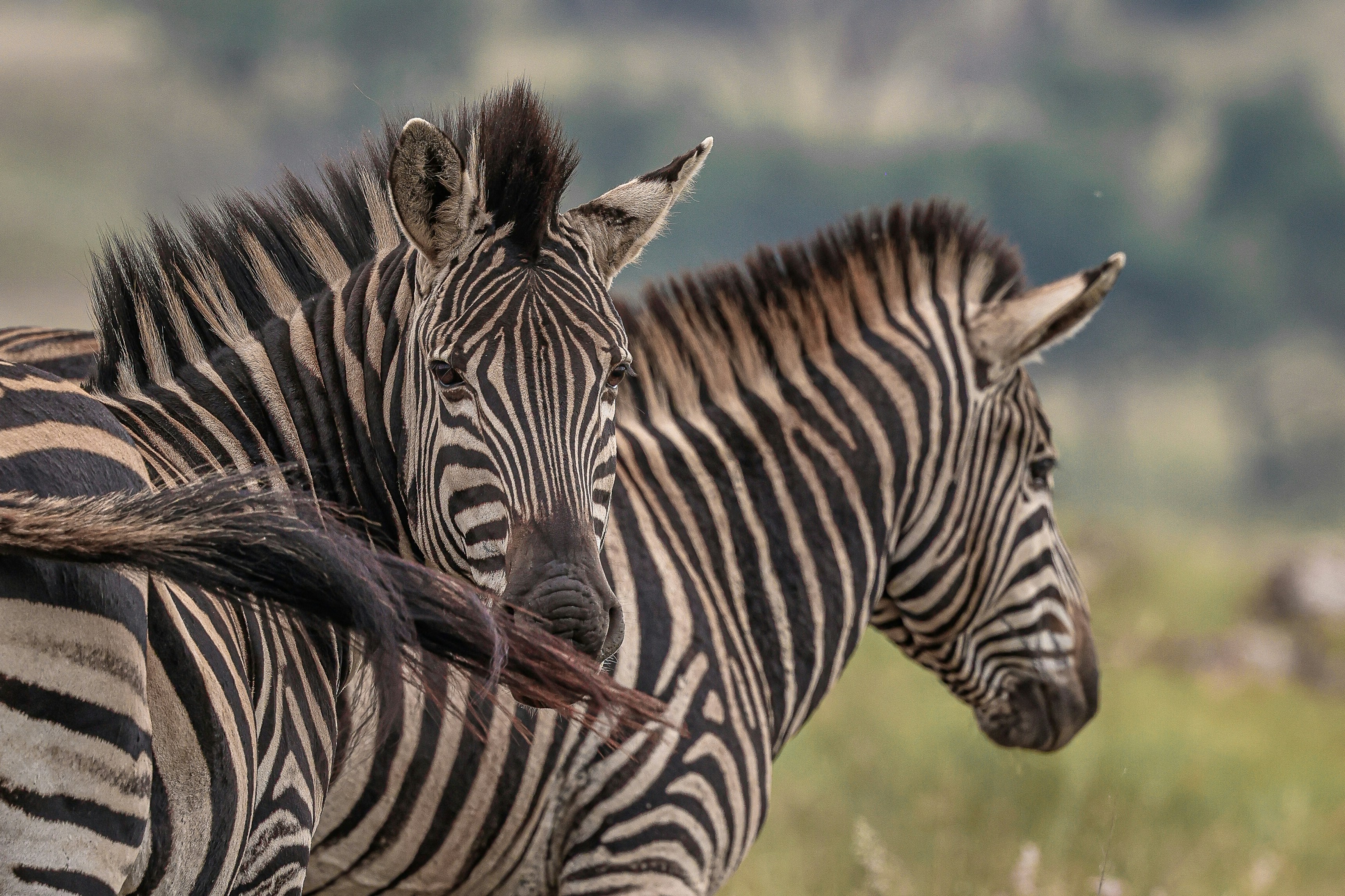 Photo by amandaswanepoel