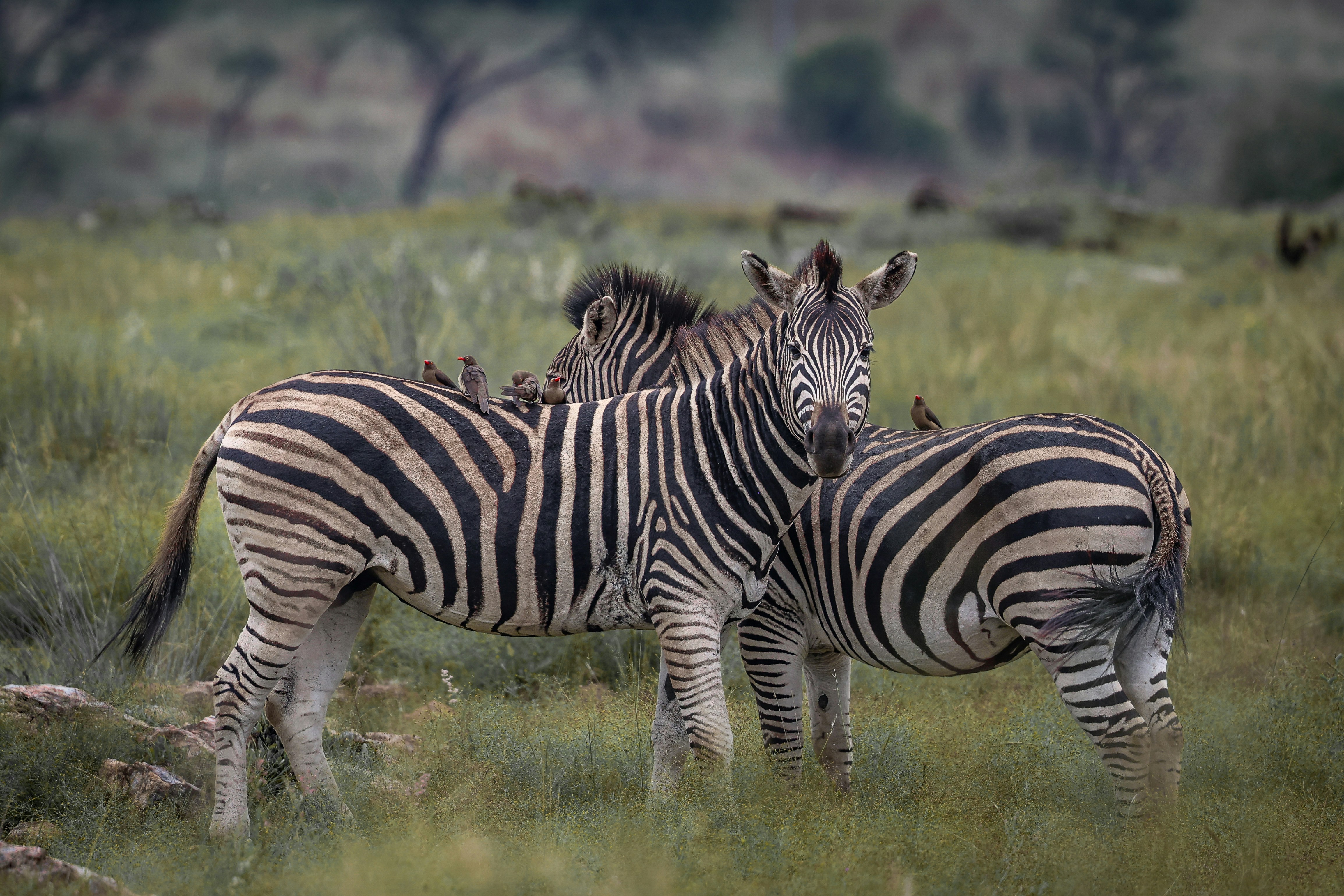 Photo by amandaswanepoel