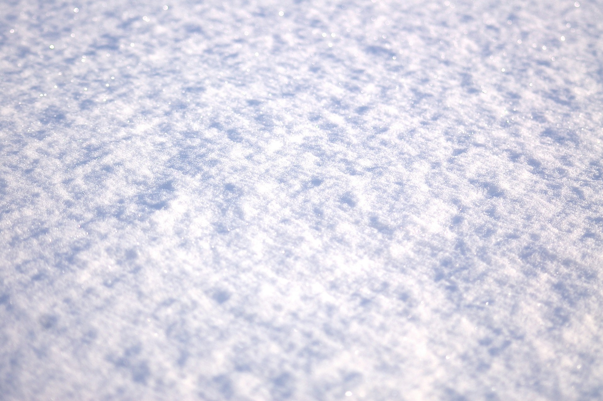 Fresh, white snow covers the ground.