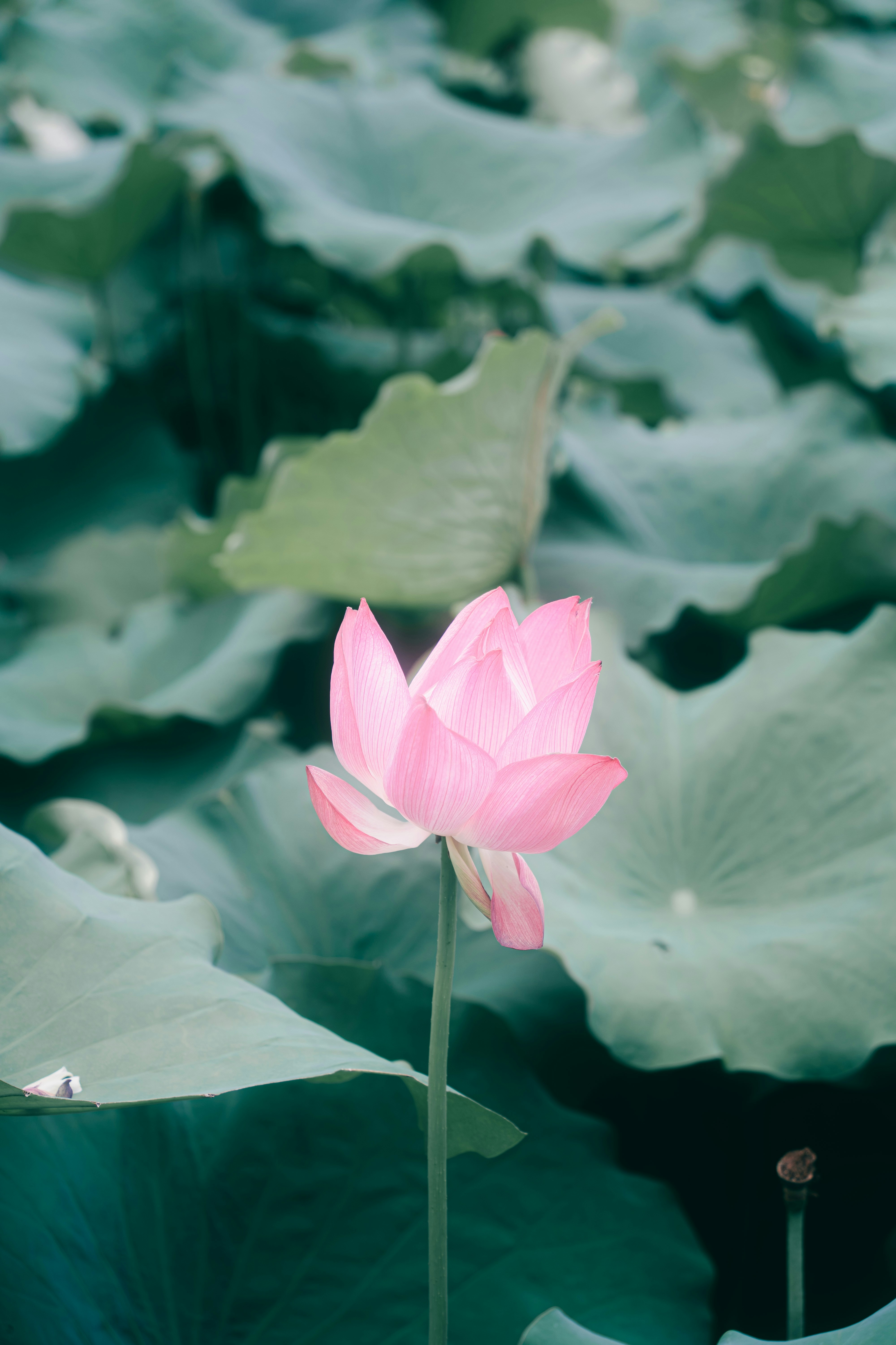 Photo by xiexianghua