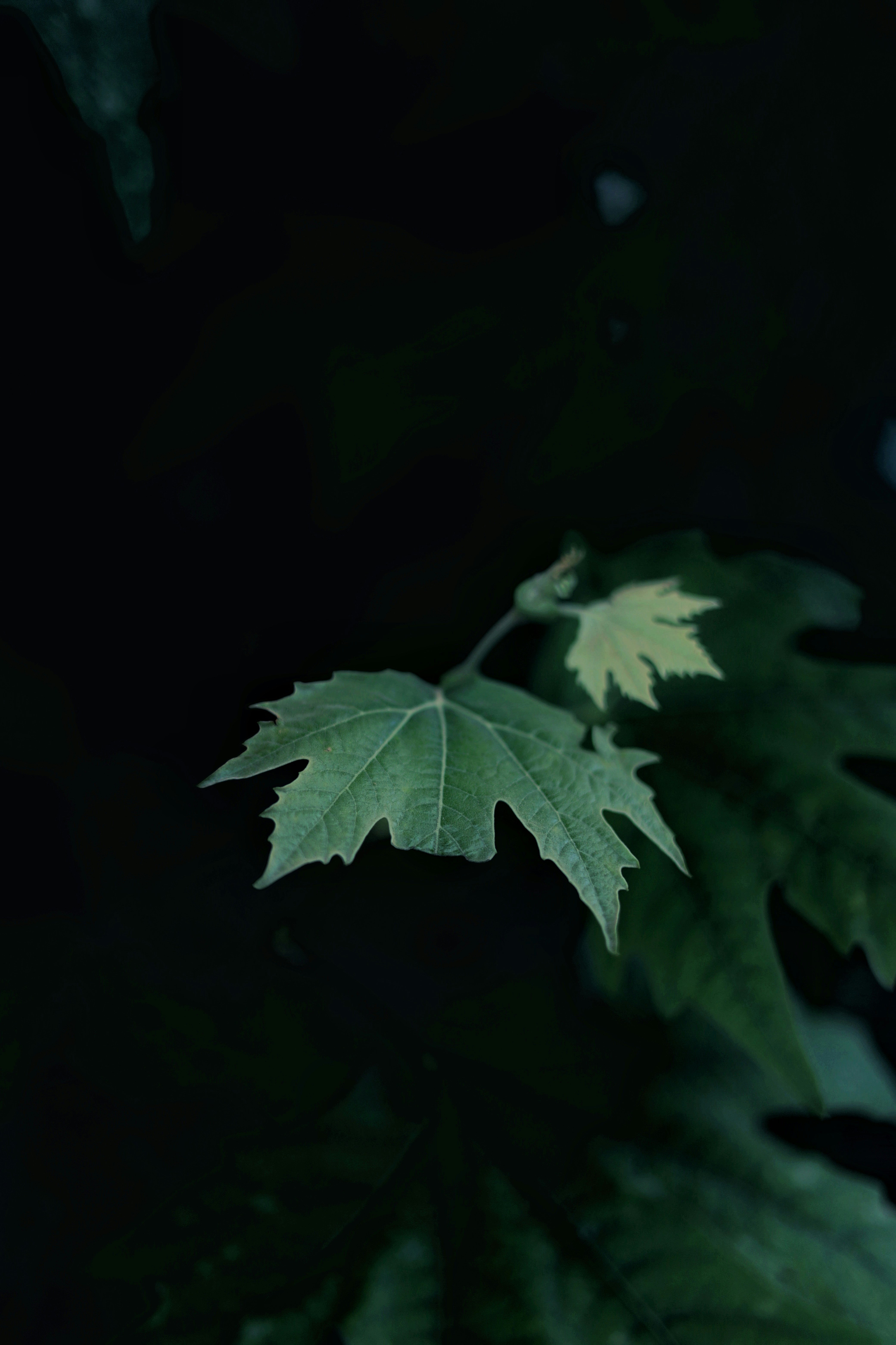 Photo by amaanabidhussain