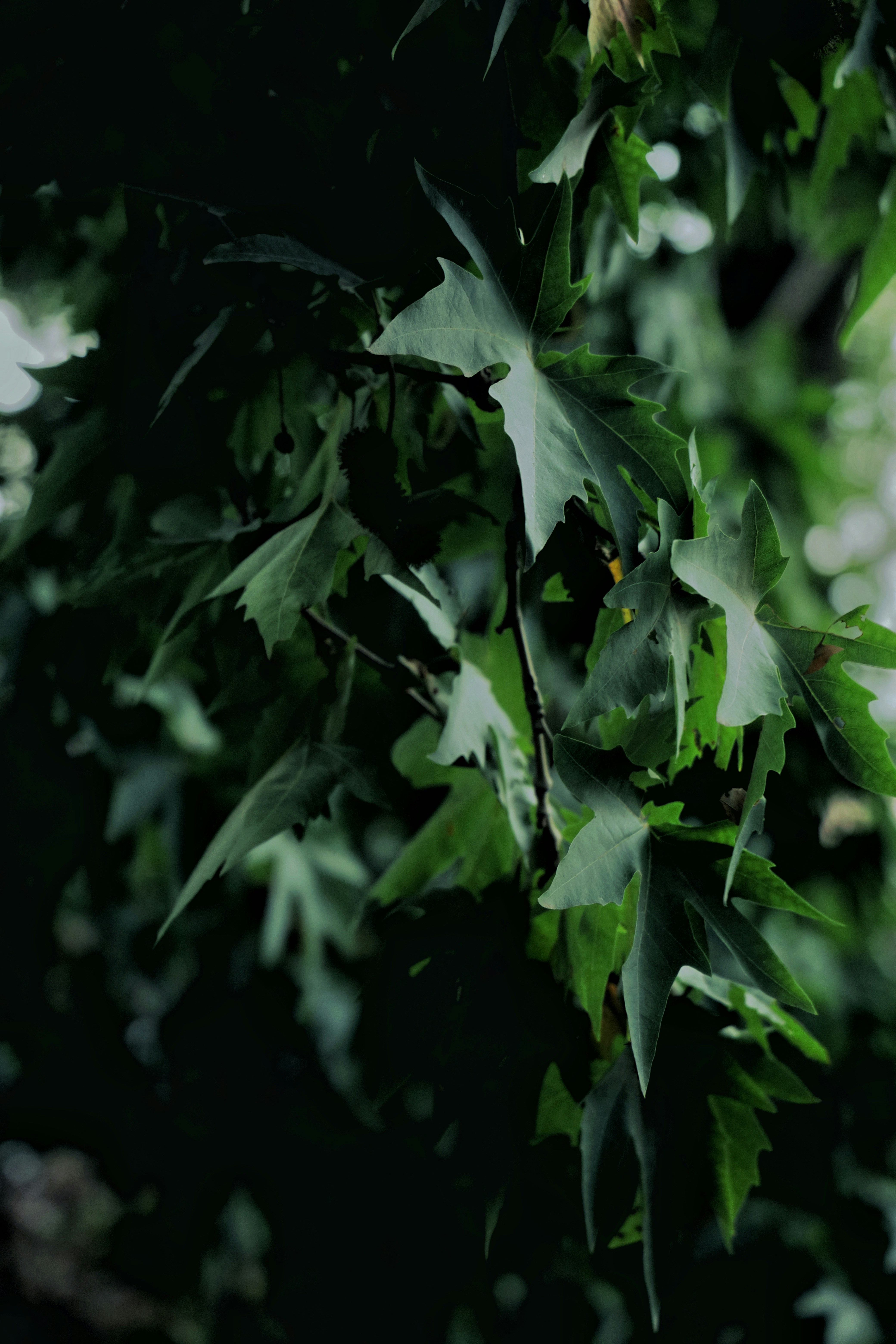 Photo by amaanabidhussain