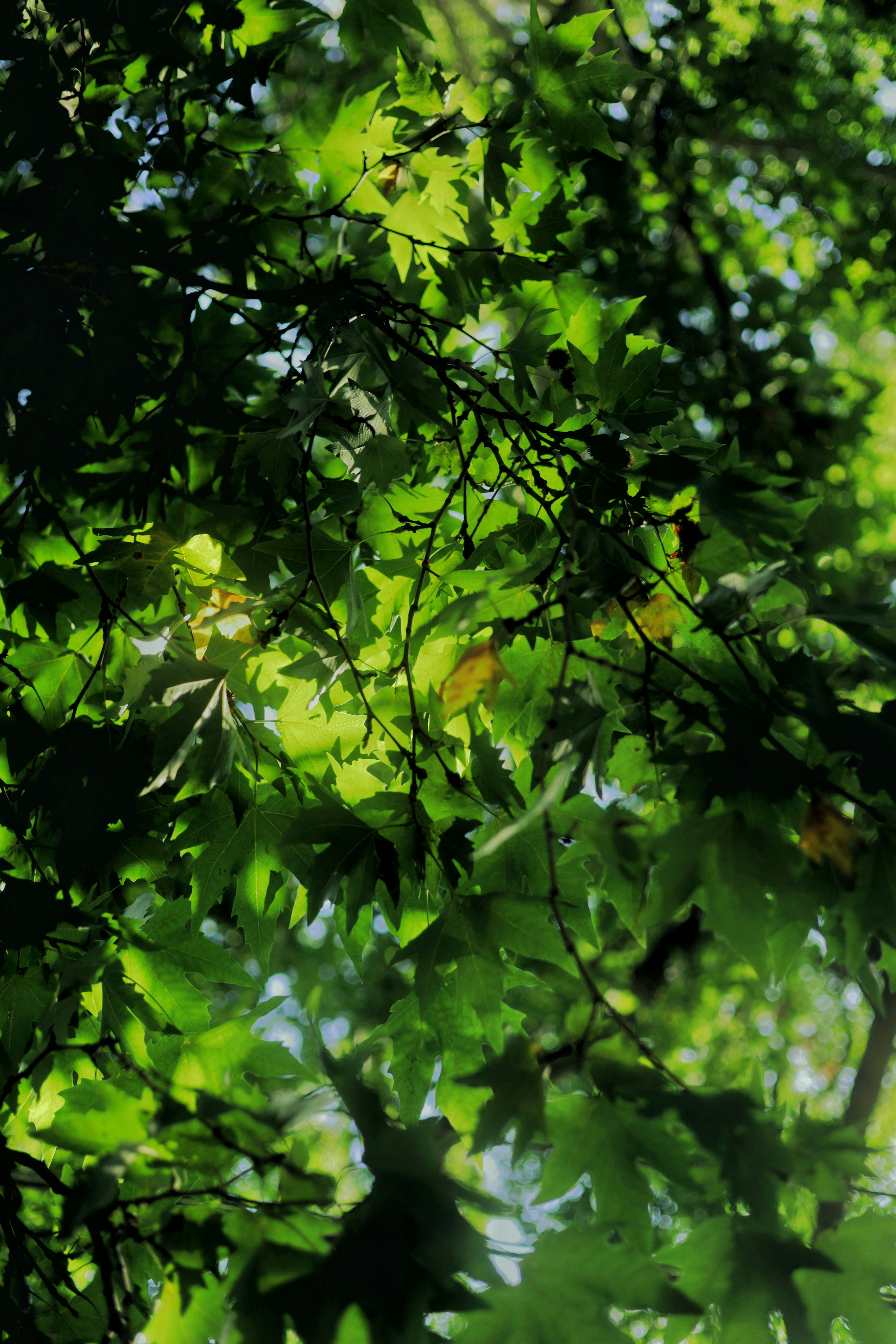 Photo by amaanabidhussain