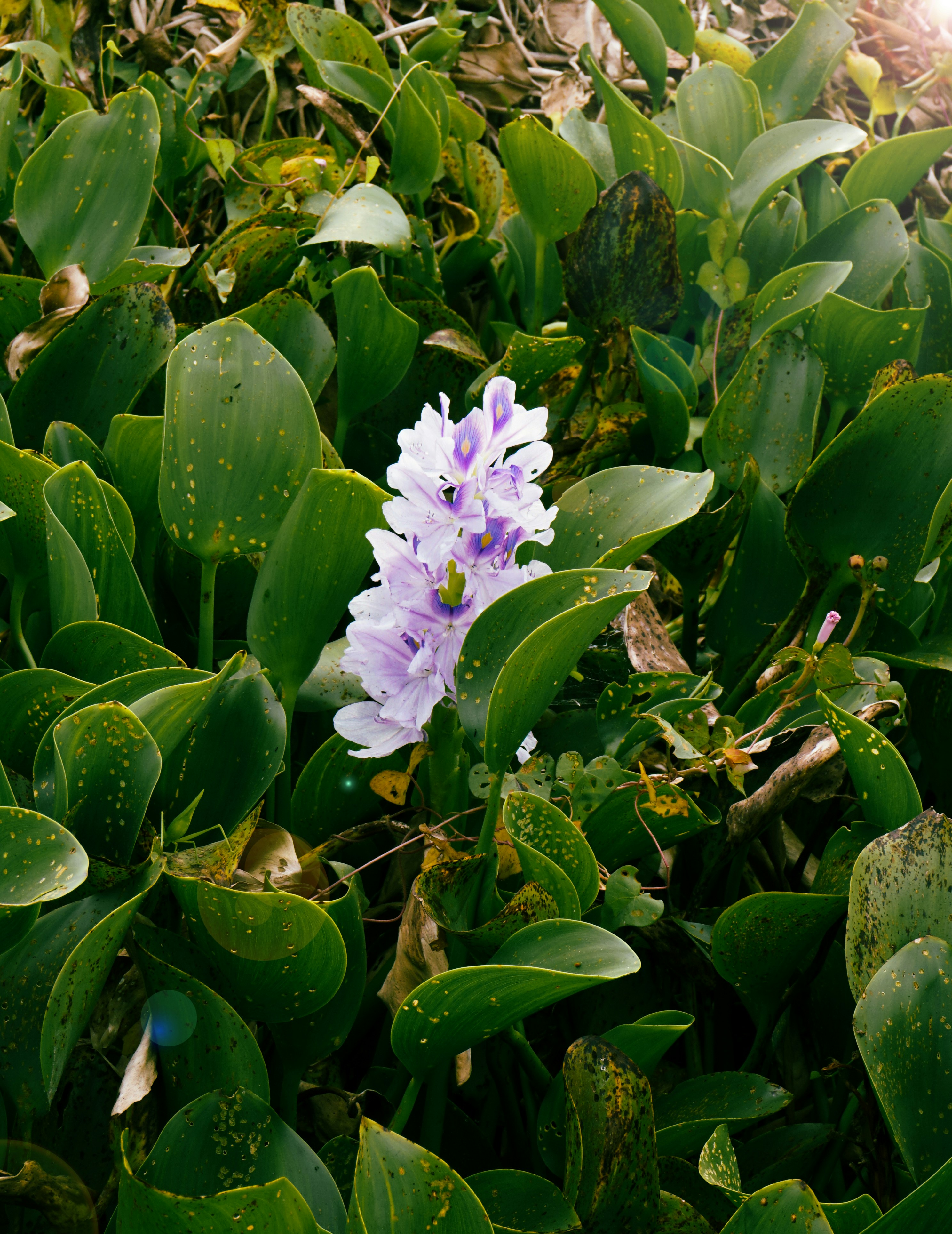 Fiore viola che sboccia tra piante verdi lussureggianti.