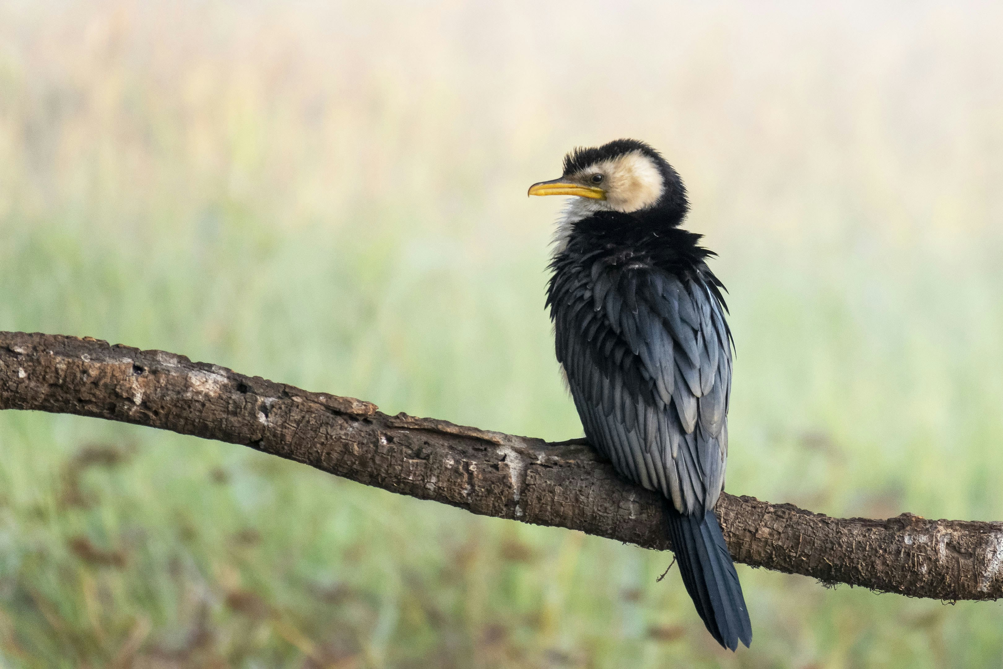 Shag - Yellow water - Kakadu - Australia NT