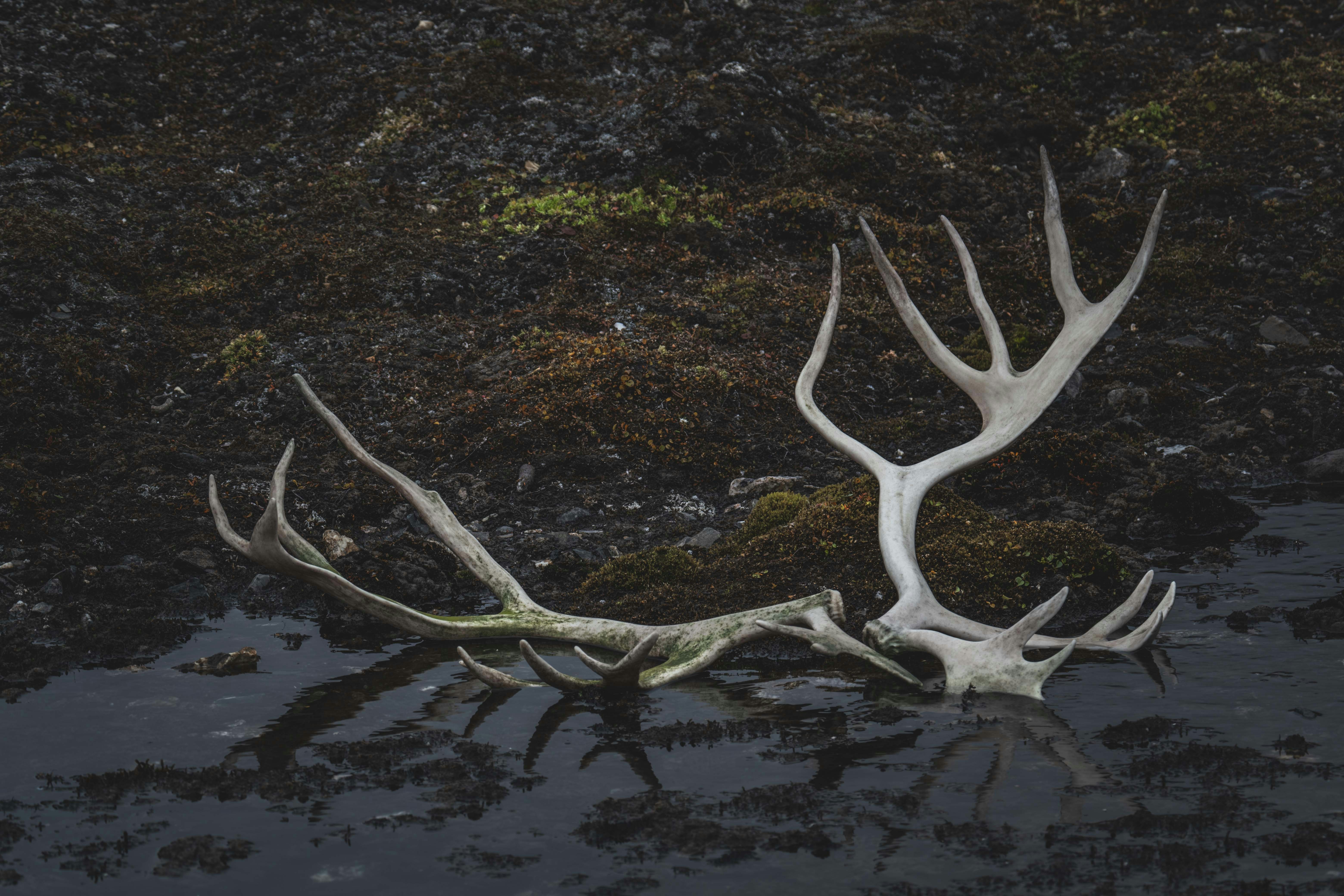 Antlers rest in a shallow pool of water.