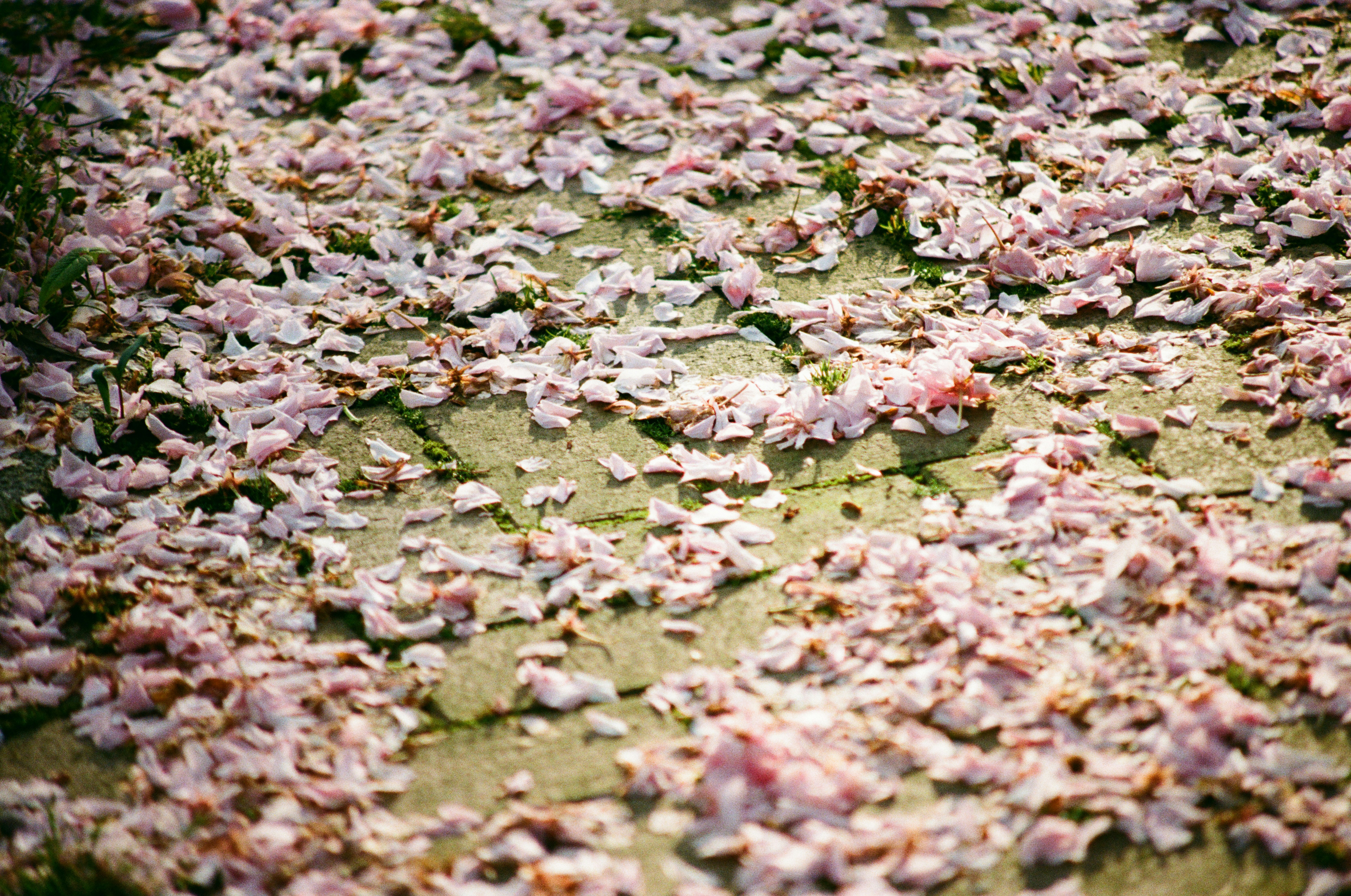 Fallen cherry blossoms cover a path.