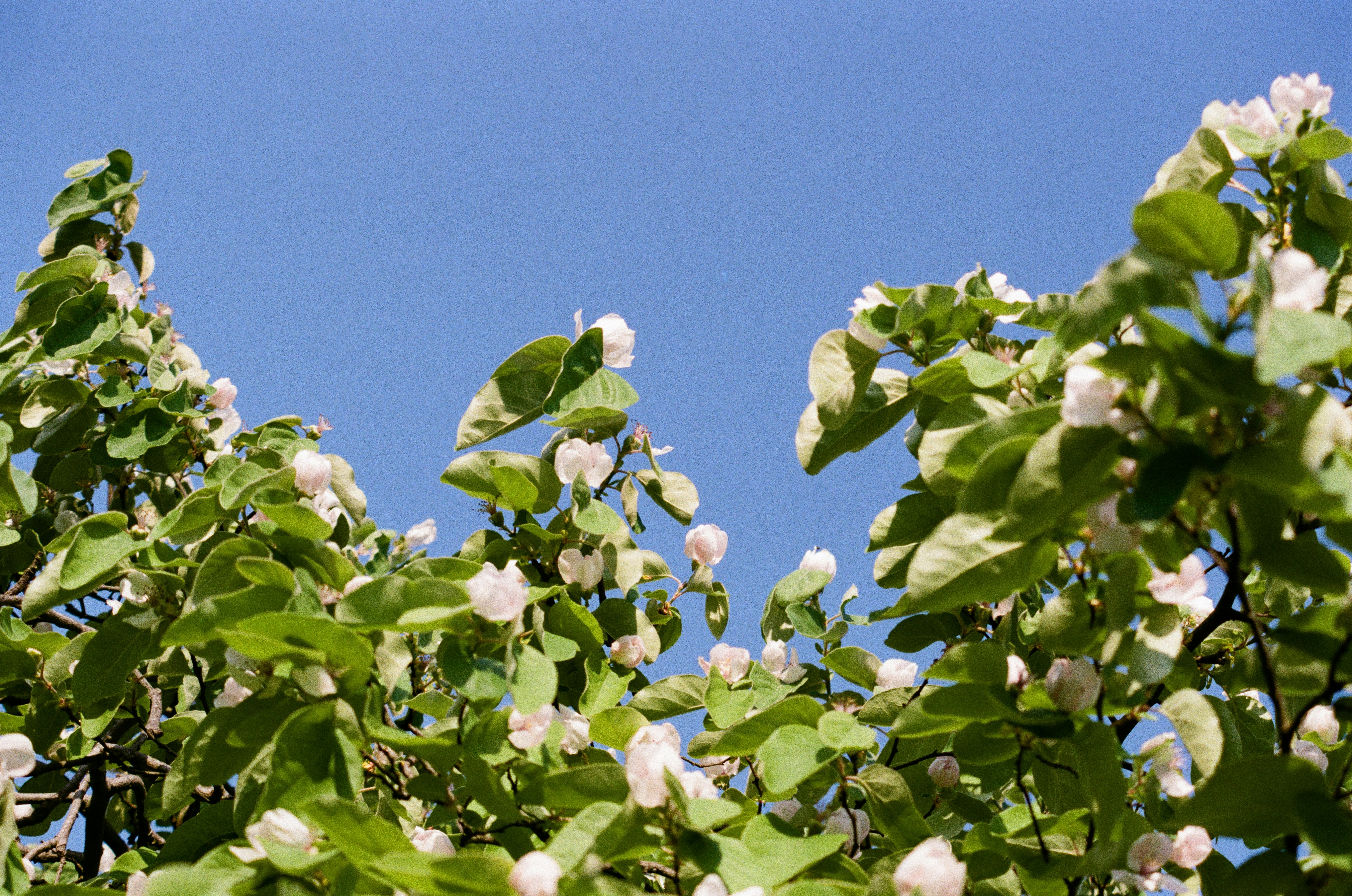 Flowering tree branches against a clear blue sky.