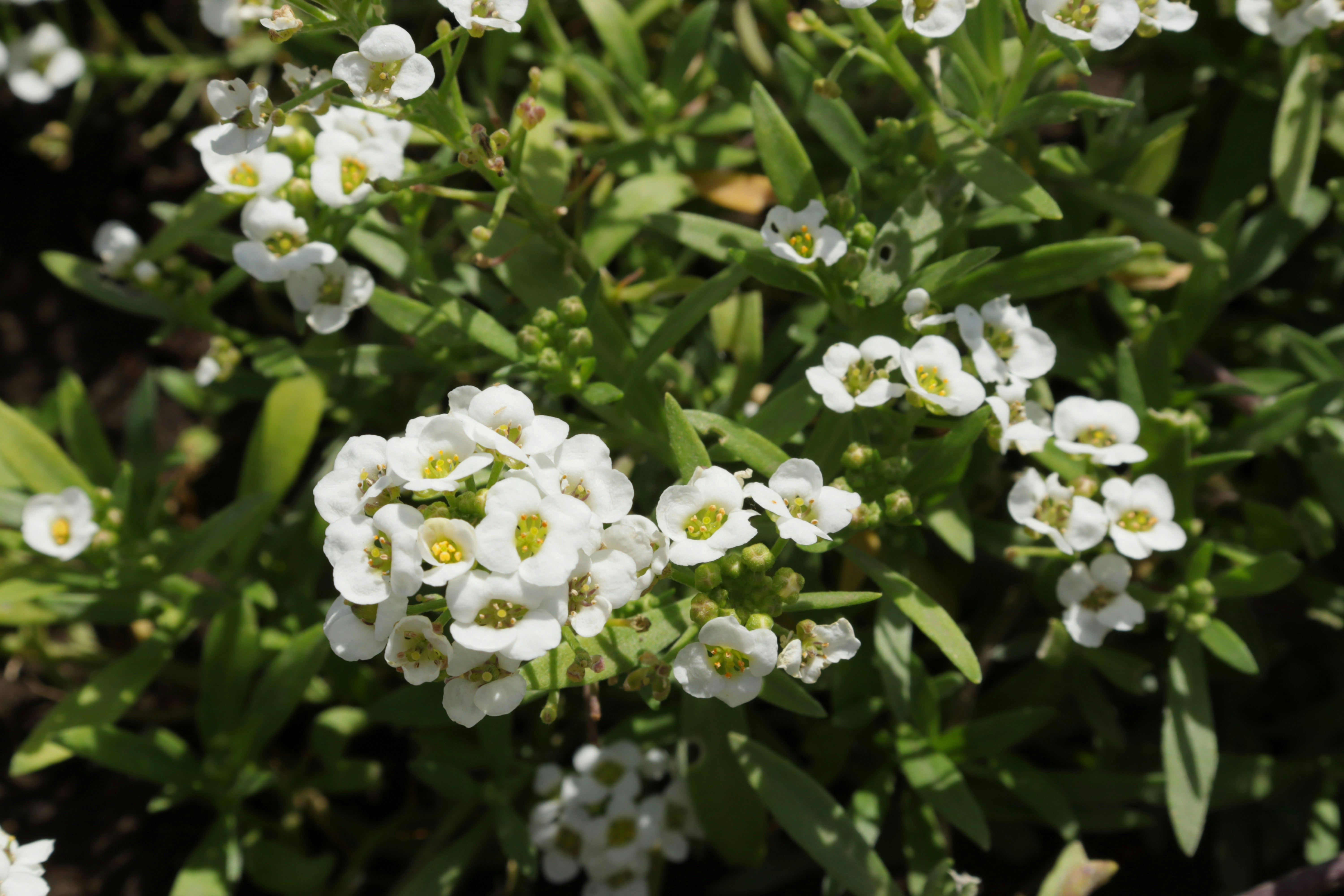 Photo by bored_mongoose