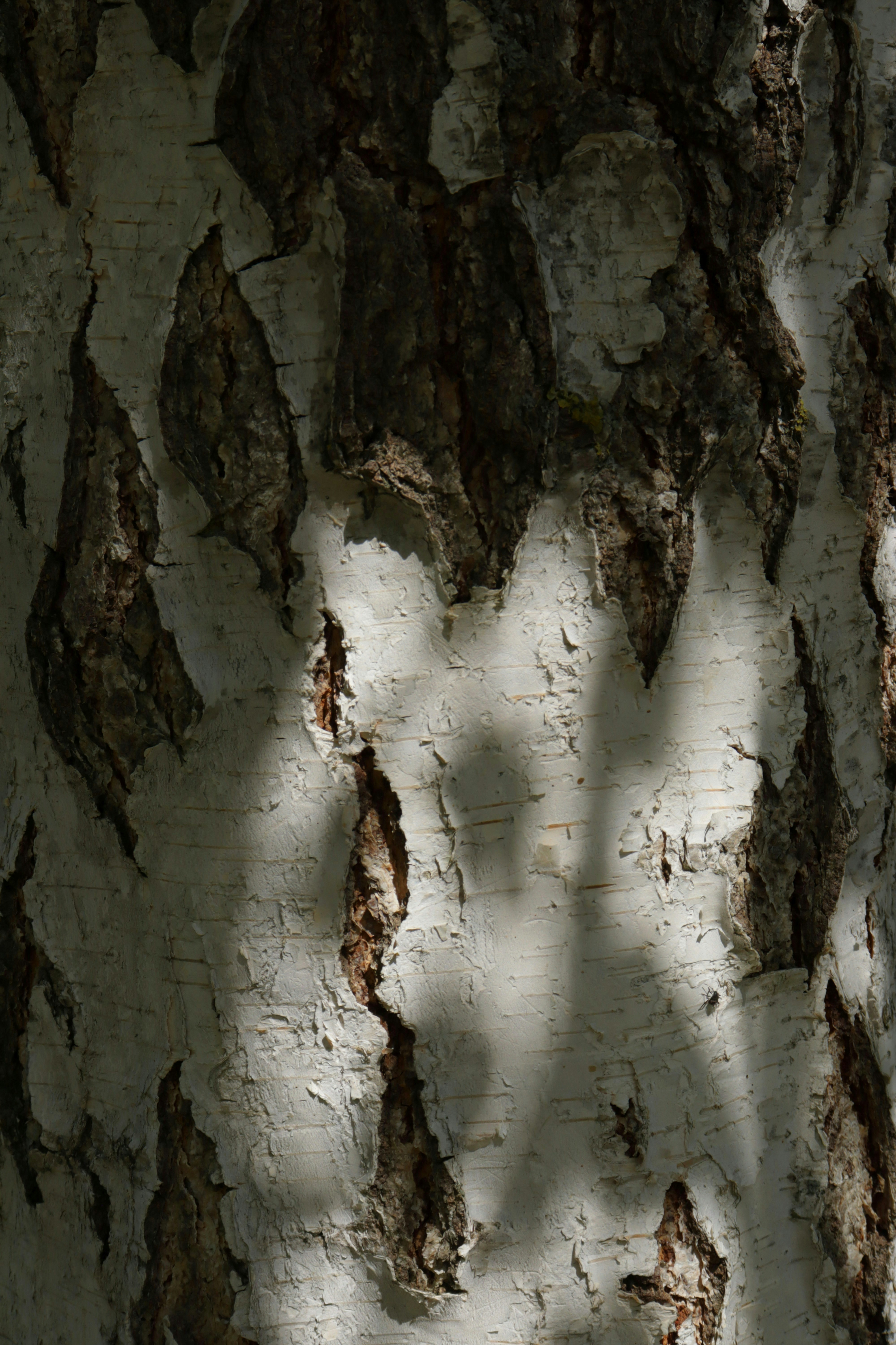 Photo by bored_mongoose