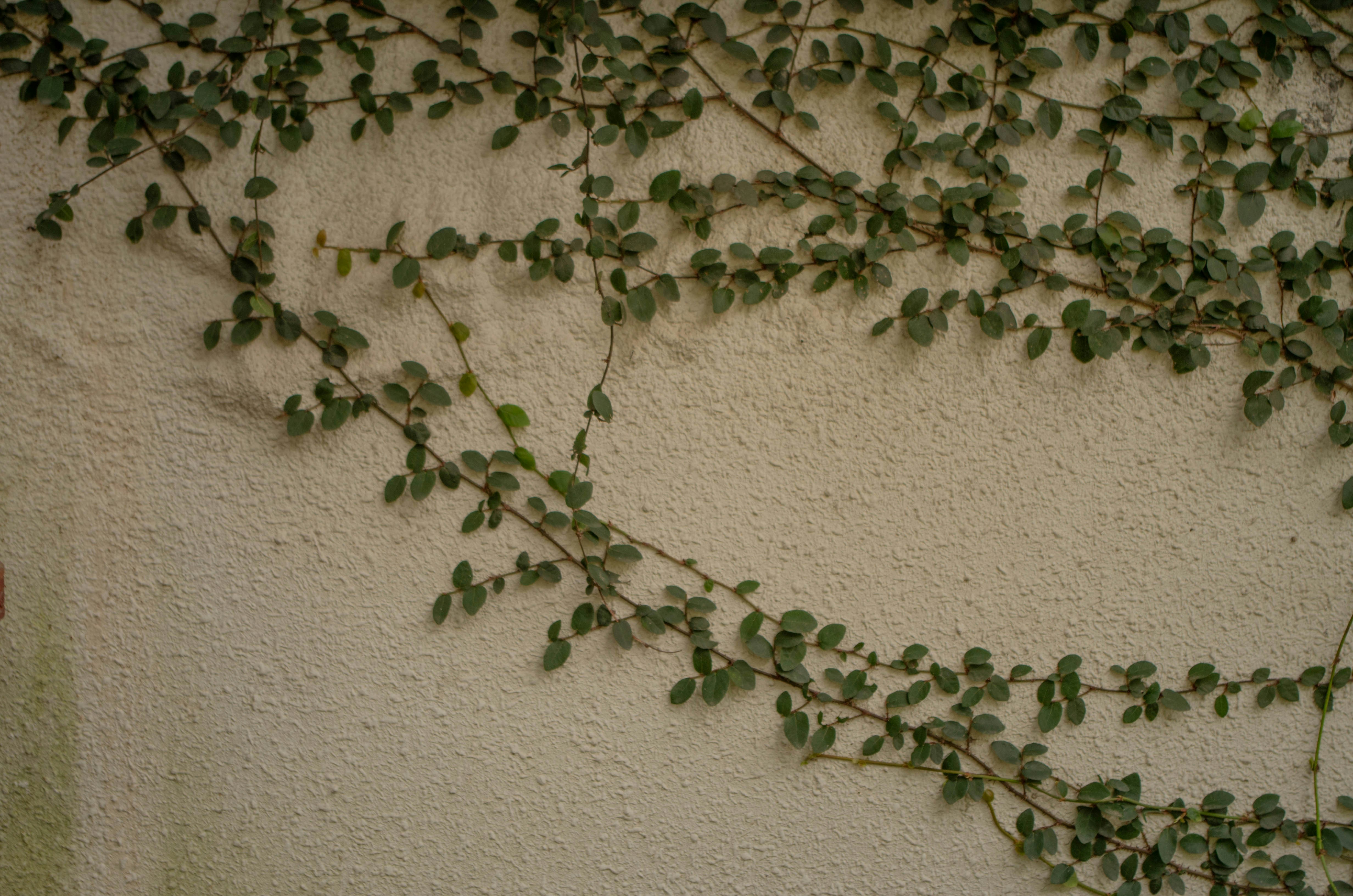 coriander seeds wallpaper, wallpaper, 5 Manfaat Rebusan Ketumbar dan Tips Aman Mengonsumsinya 1