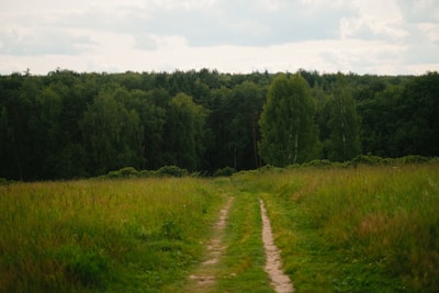 A grassy path leads toward a dense, green forest.