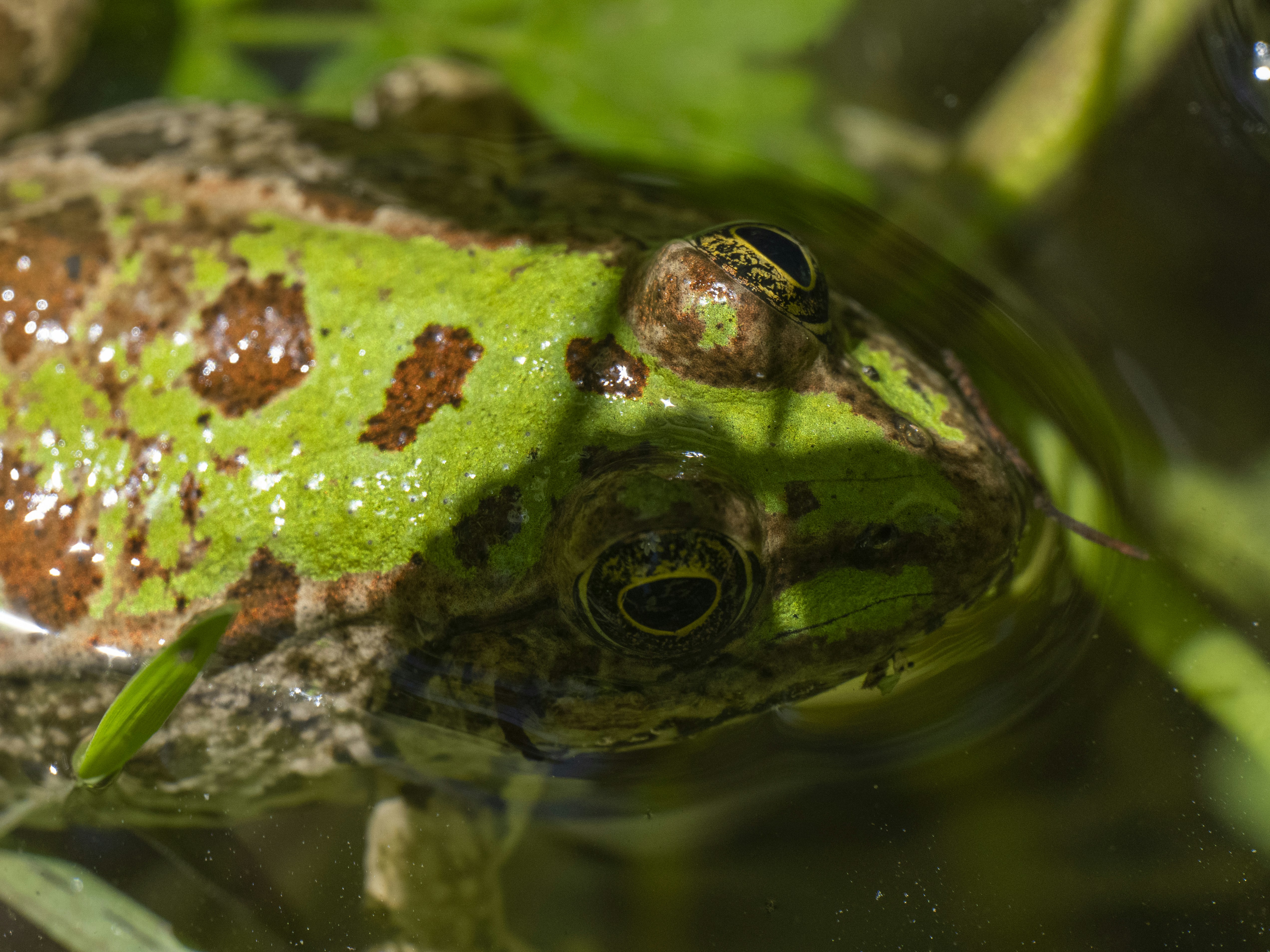 cute frog in the lake