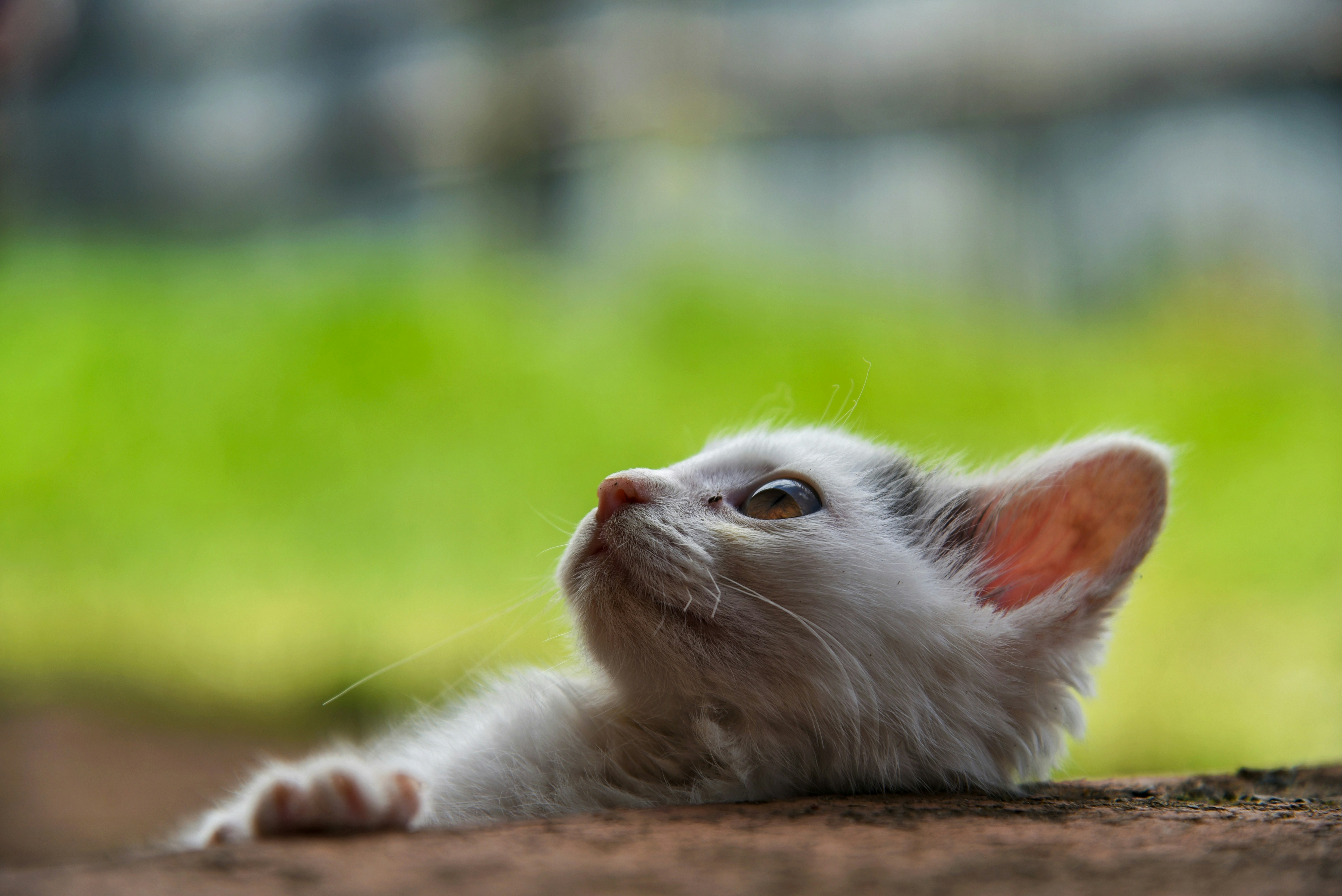 Ein Kätzchen schaut mit neugierigen Augen nach oben.