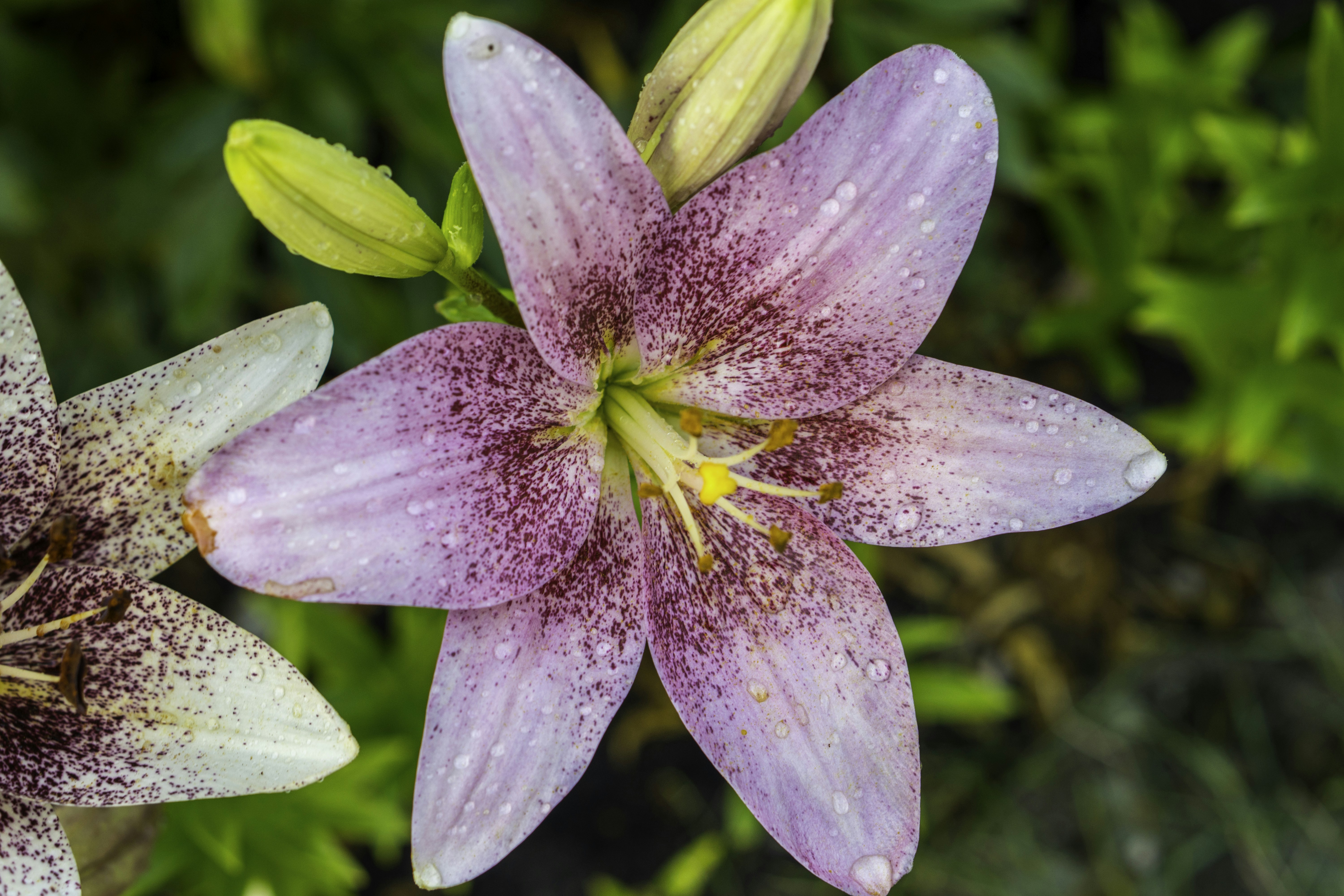 Photo by todorandonov