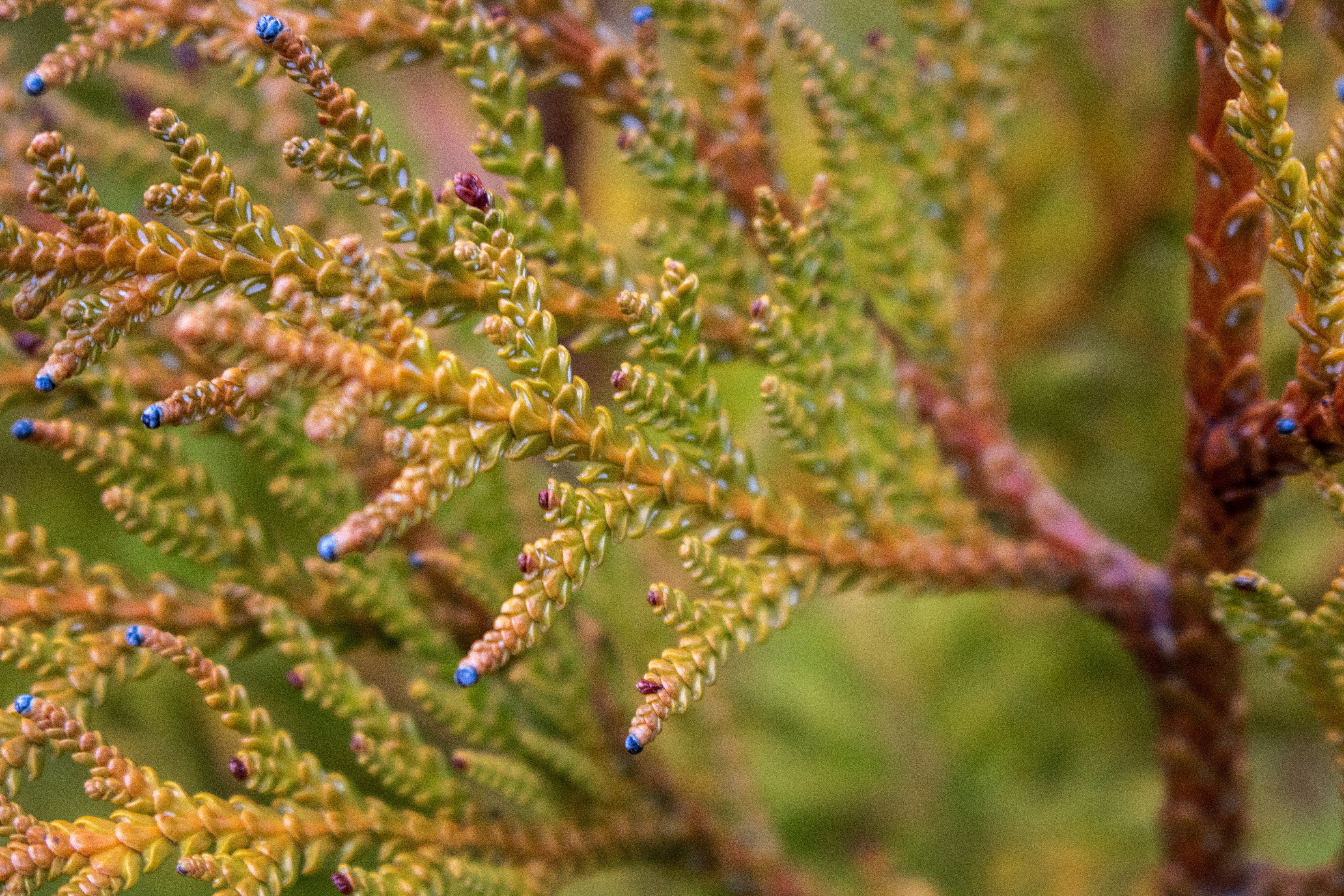 Photo by zoshuacolah