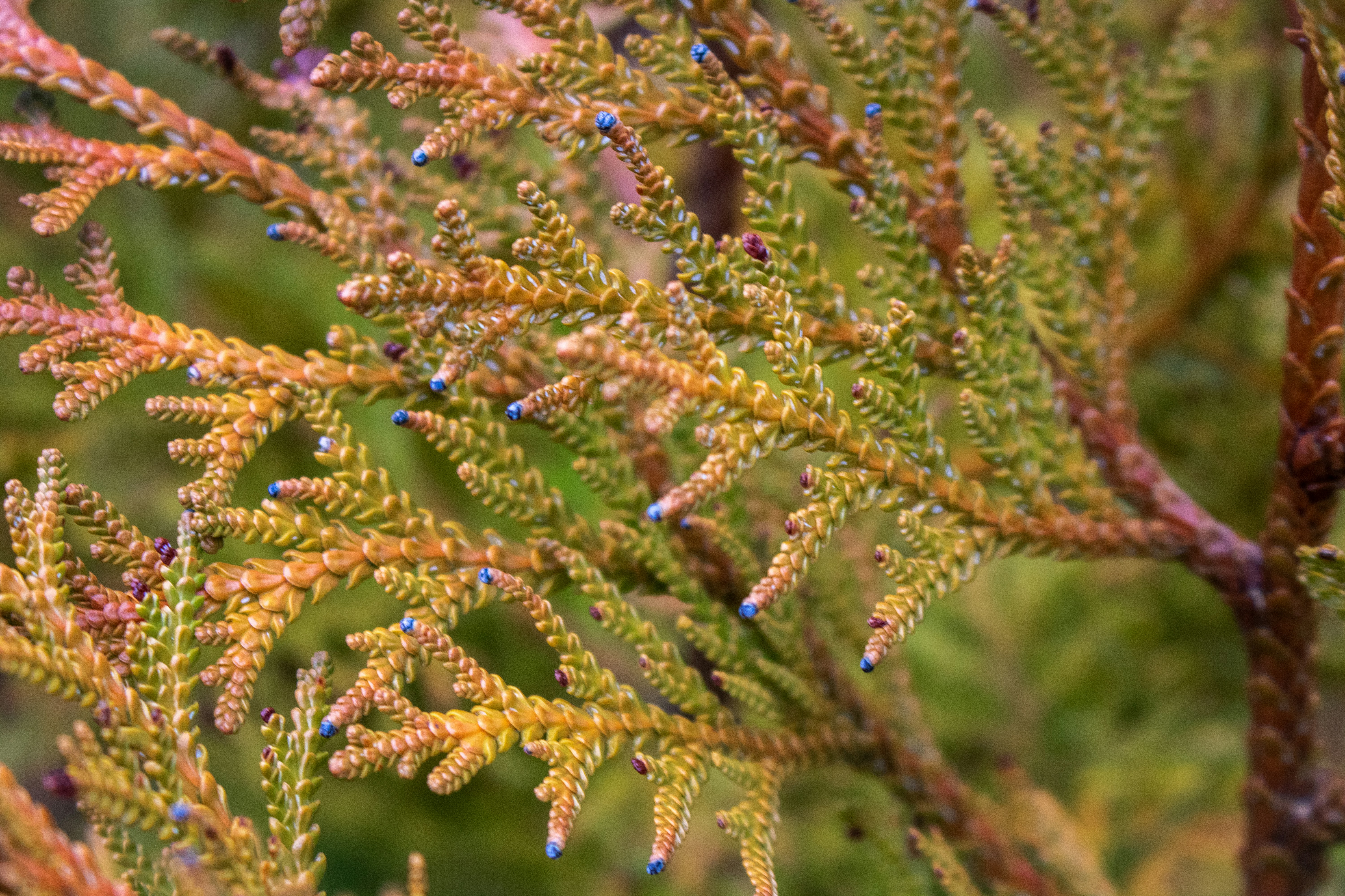 Photo by zoshuacolah