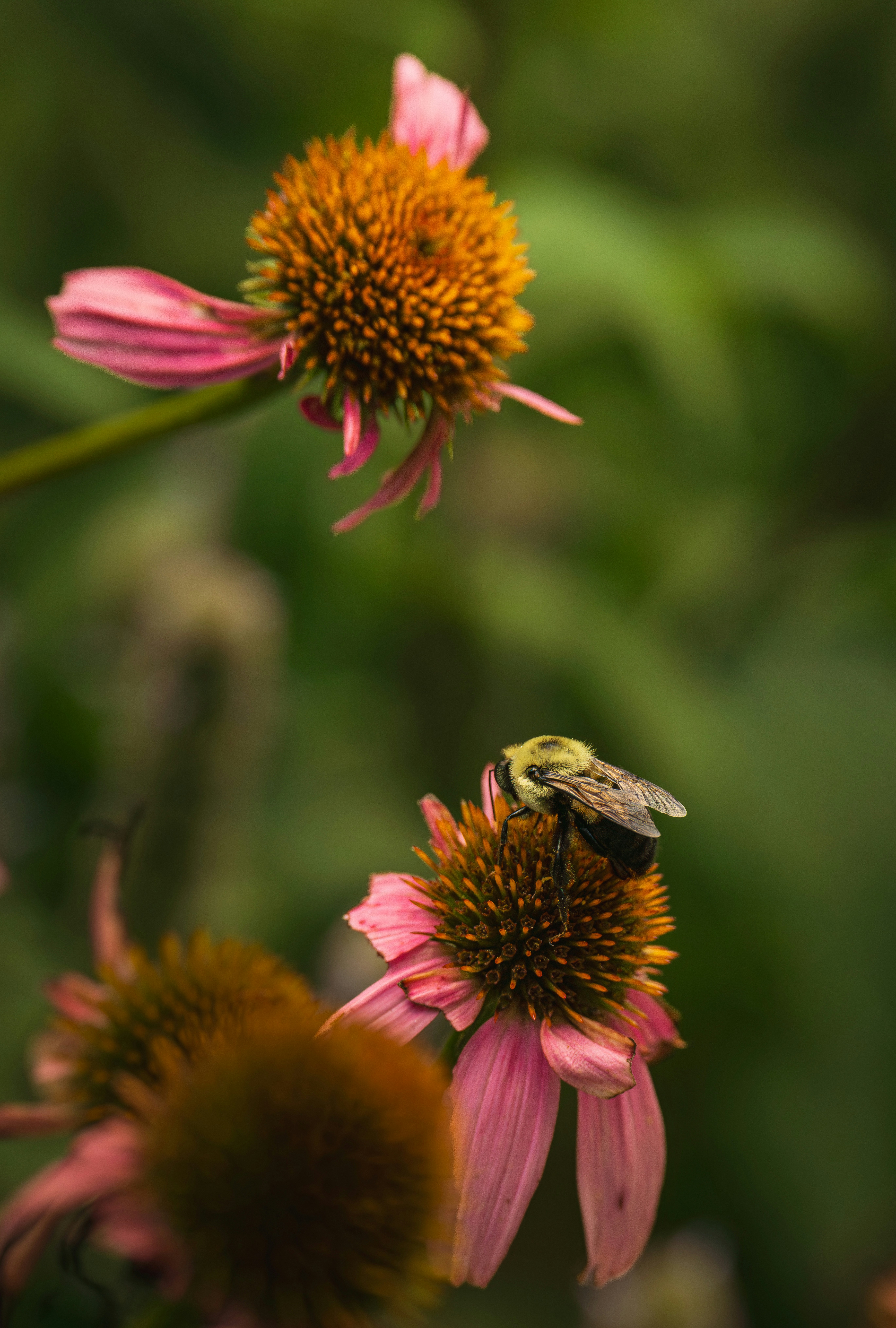 Photo by dkoplyk