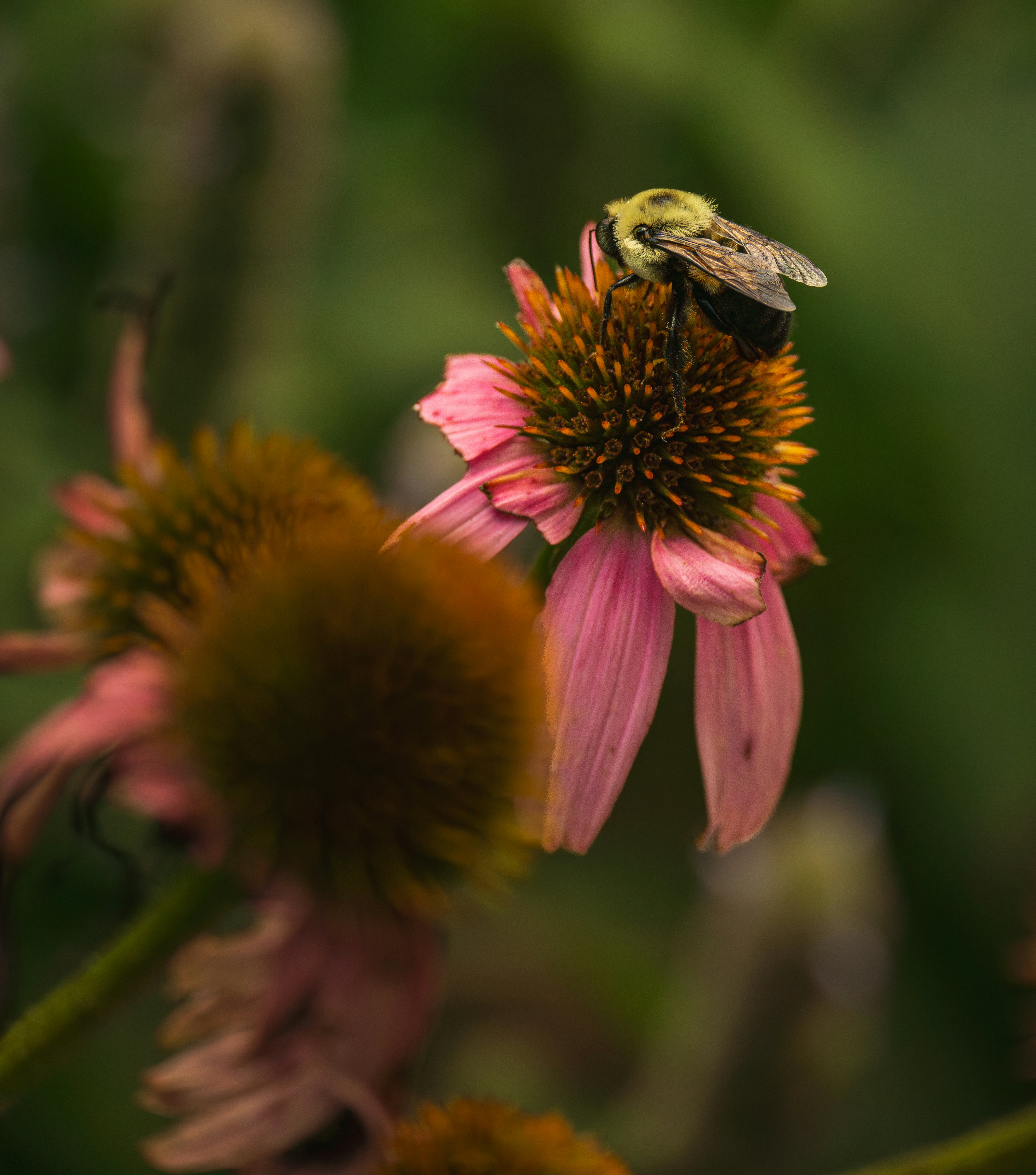 Photo by dkoplyk