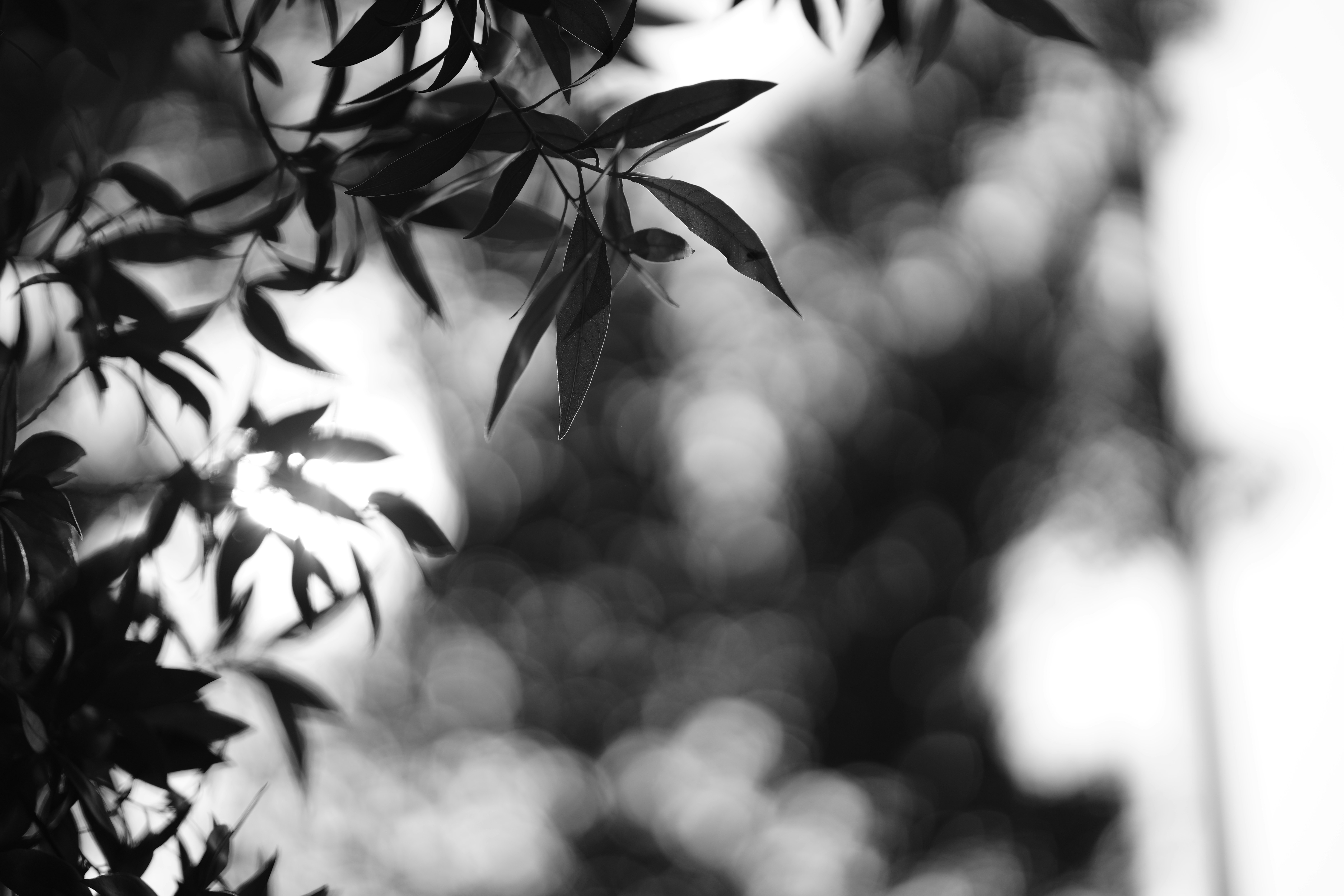 Photo by james_sojan_maplehue