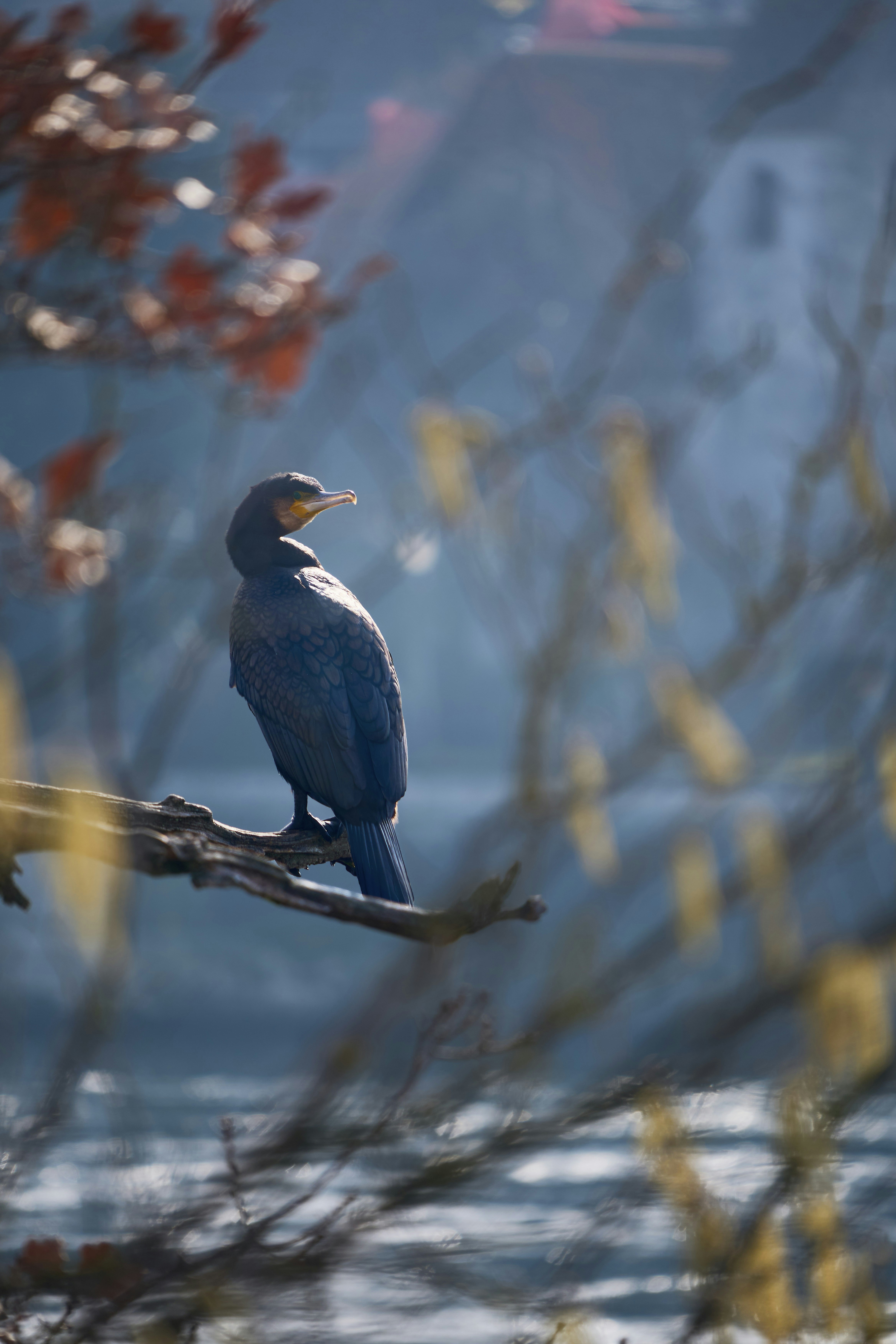 Photo by wolfgang_hasselmann