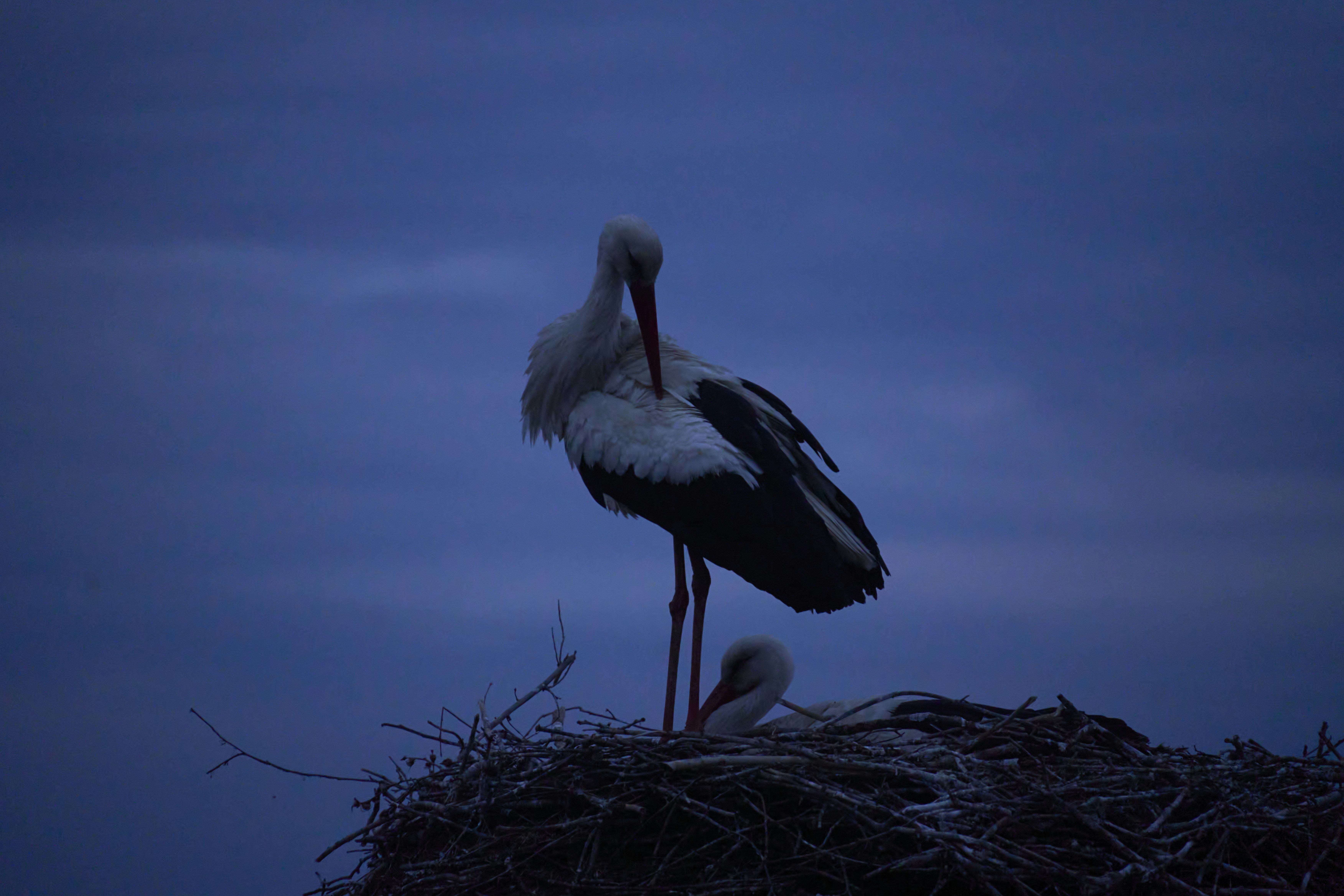 Photo by wolfgang_hasselmann