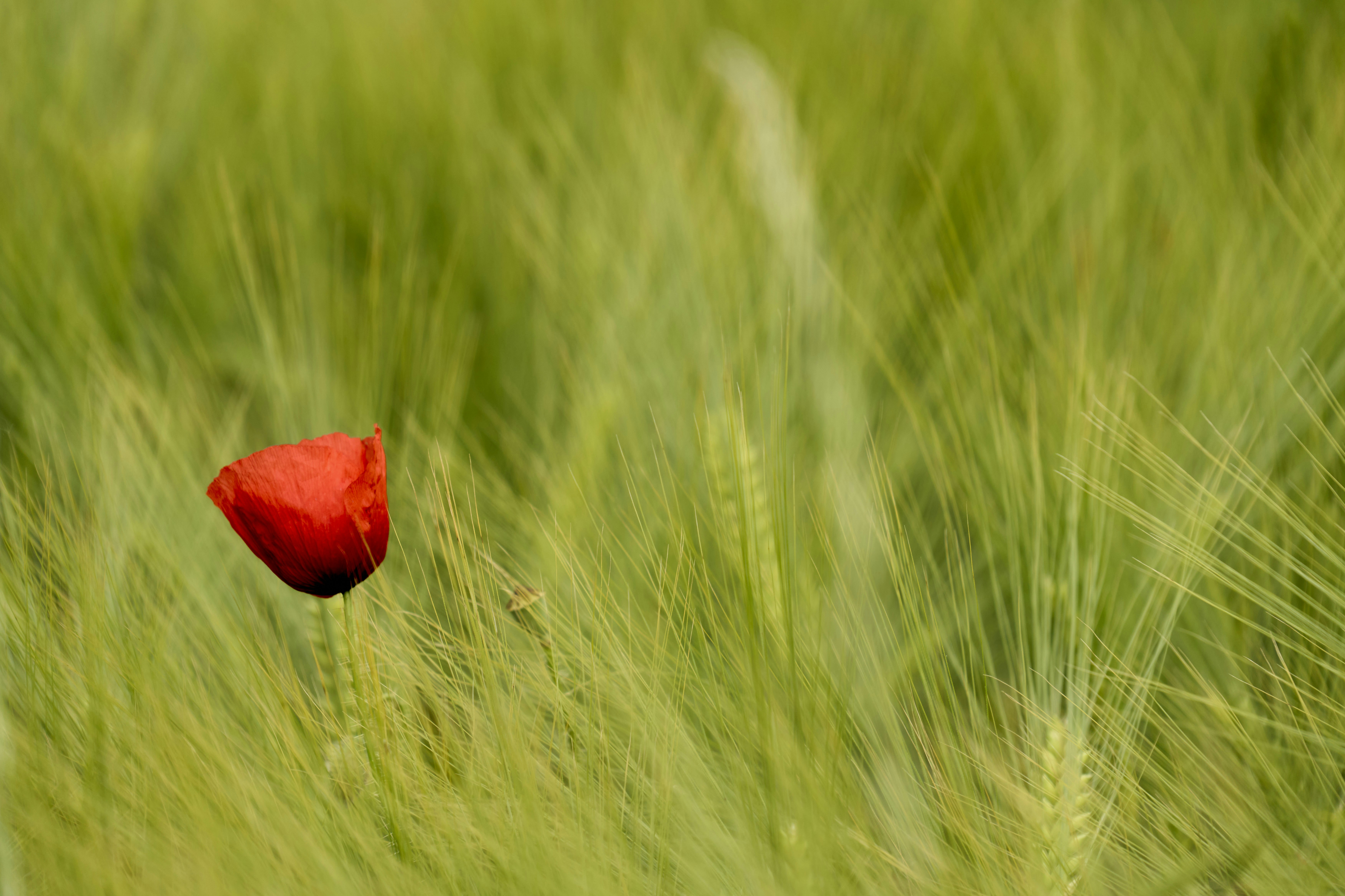 Photo by wolfgang_hasselmann