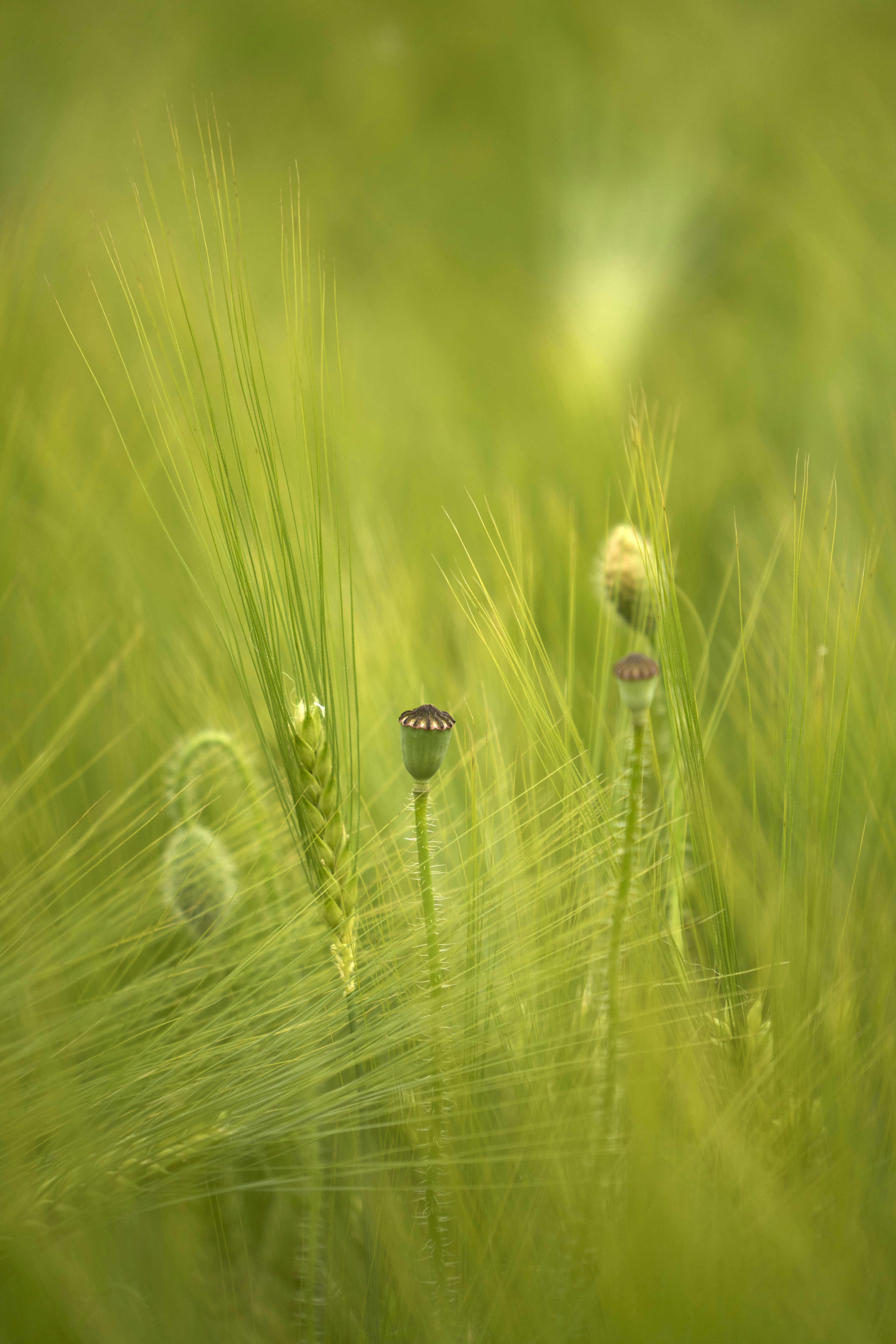 Photo by wolfgang_hasselmann