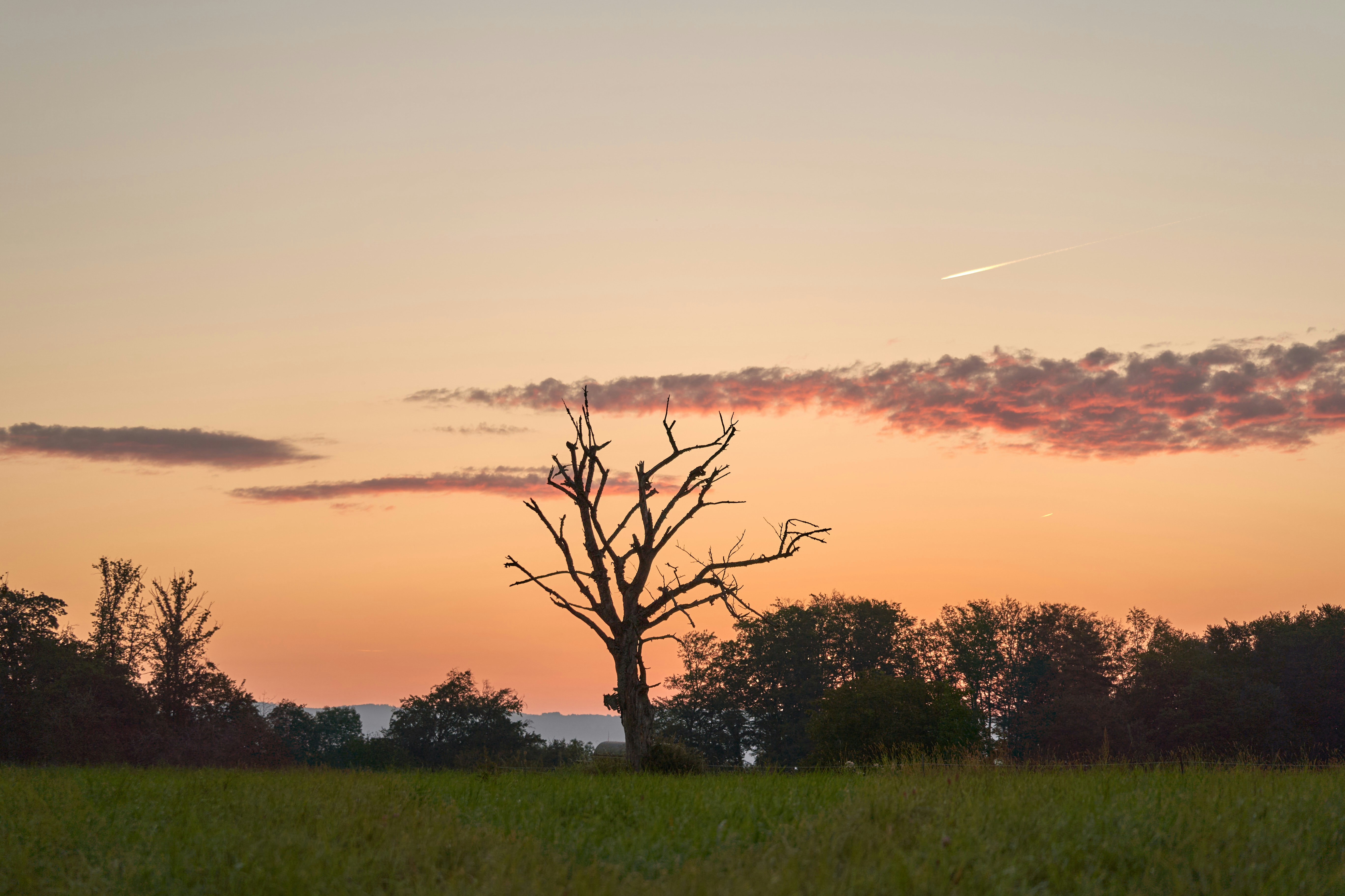 Photo by wolfgang_hasselmann