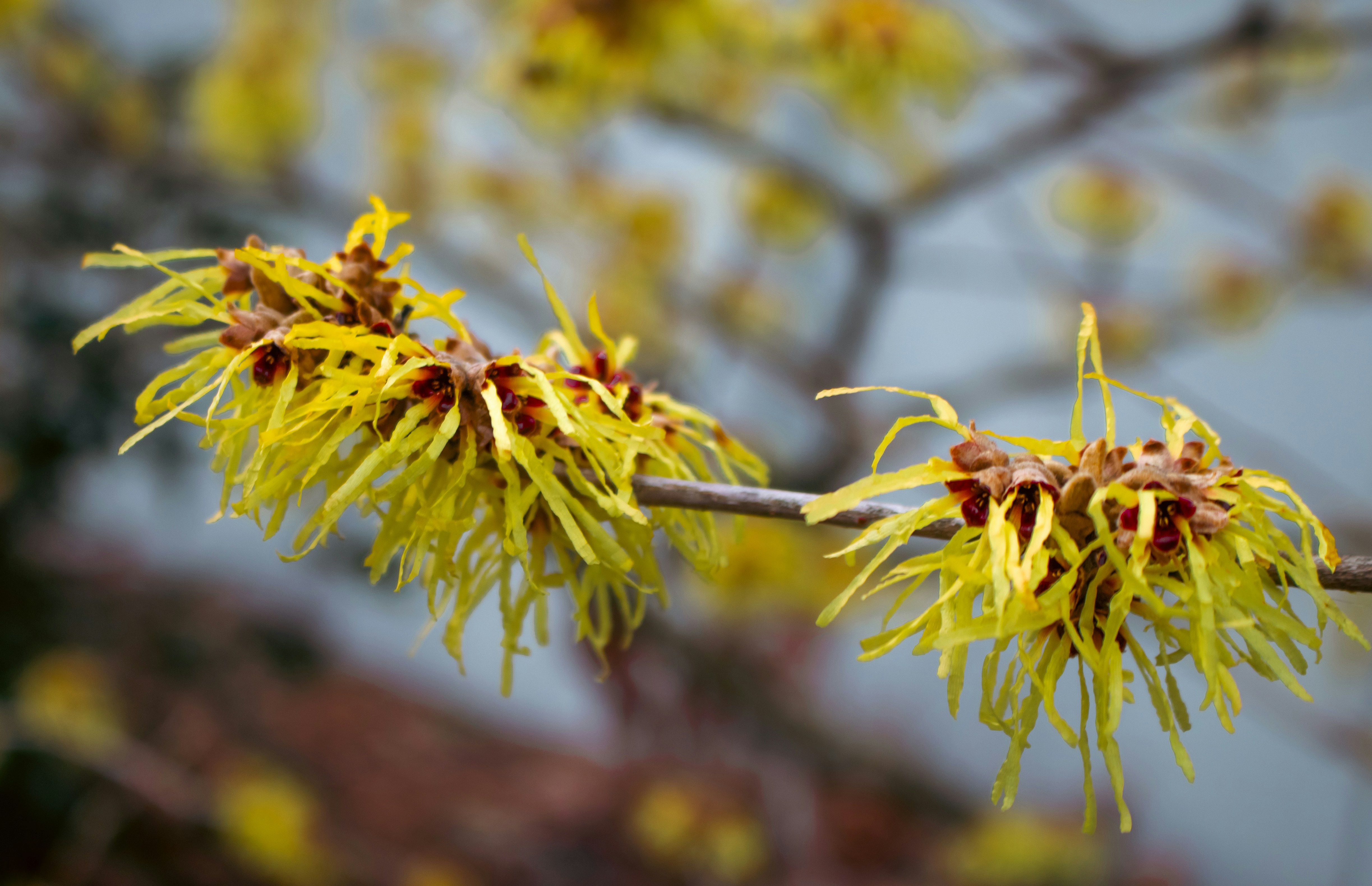 Photo by zoshuacolah