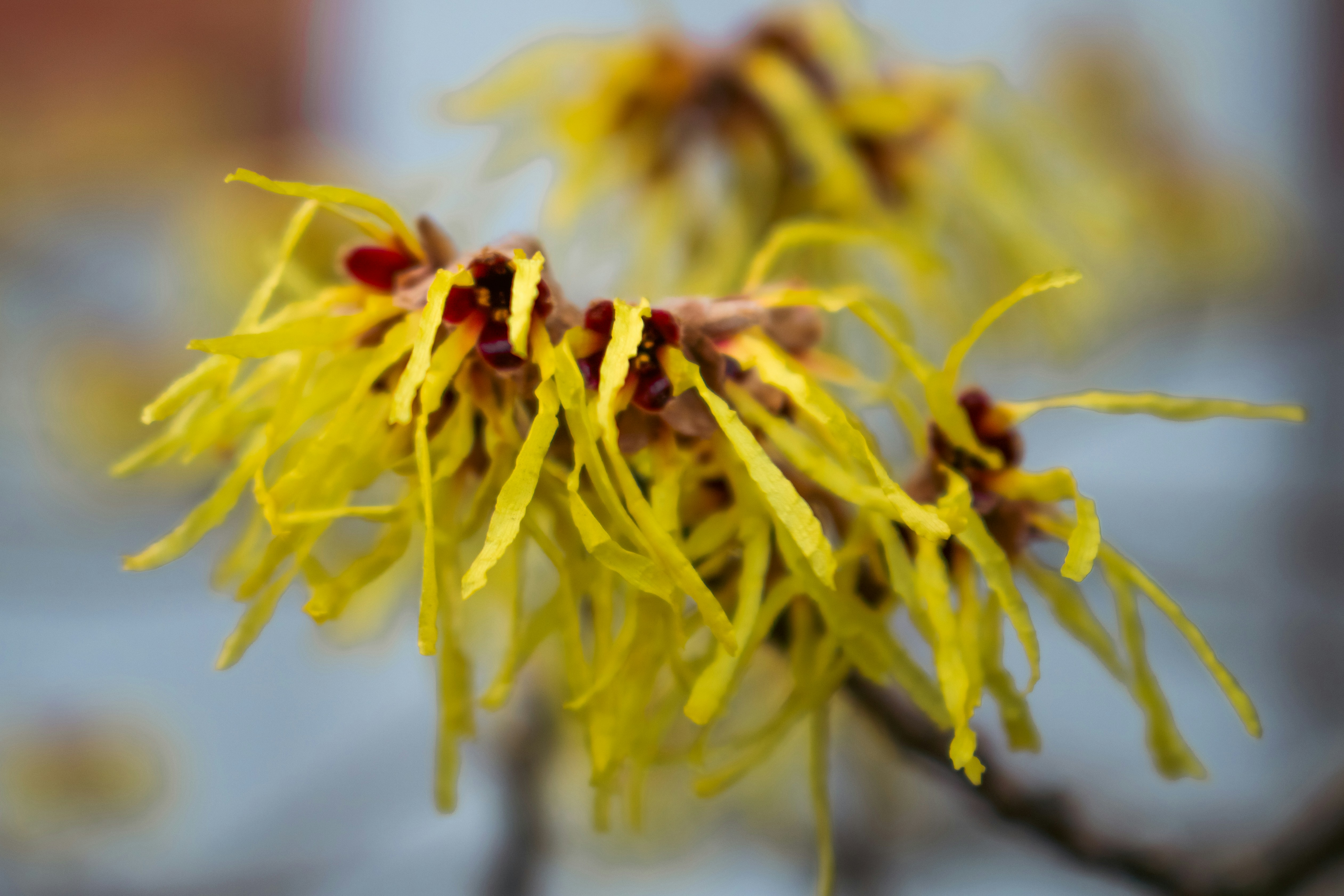 Photo by zoshuacolah