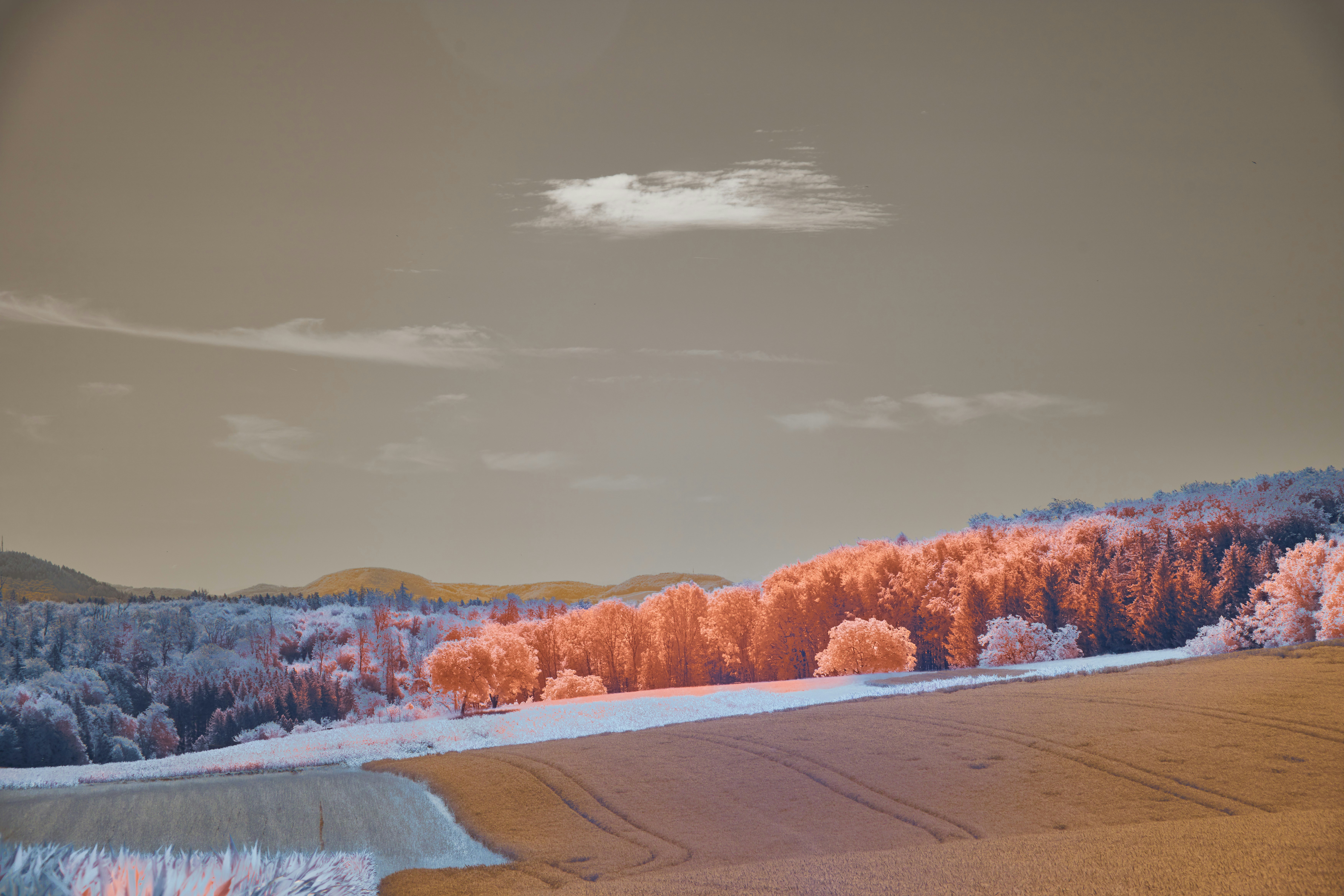Photo by wolfgang_hasselmann