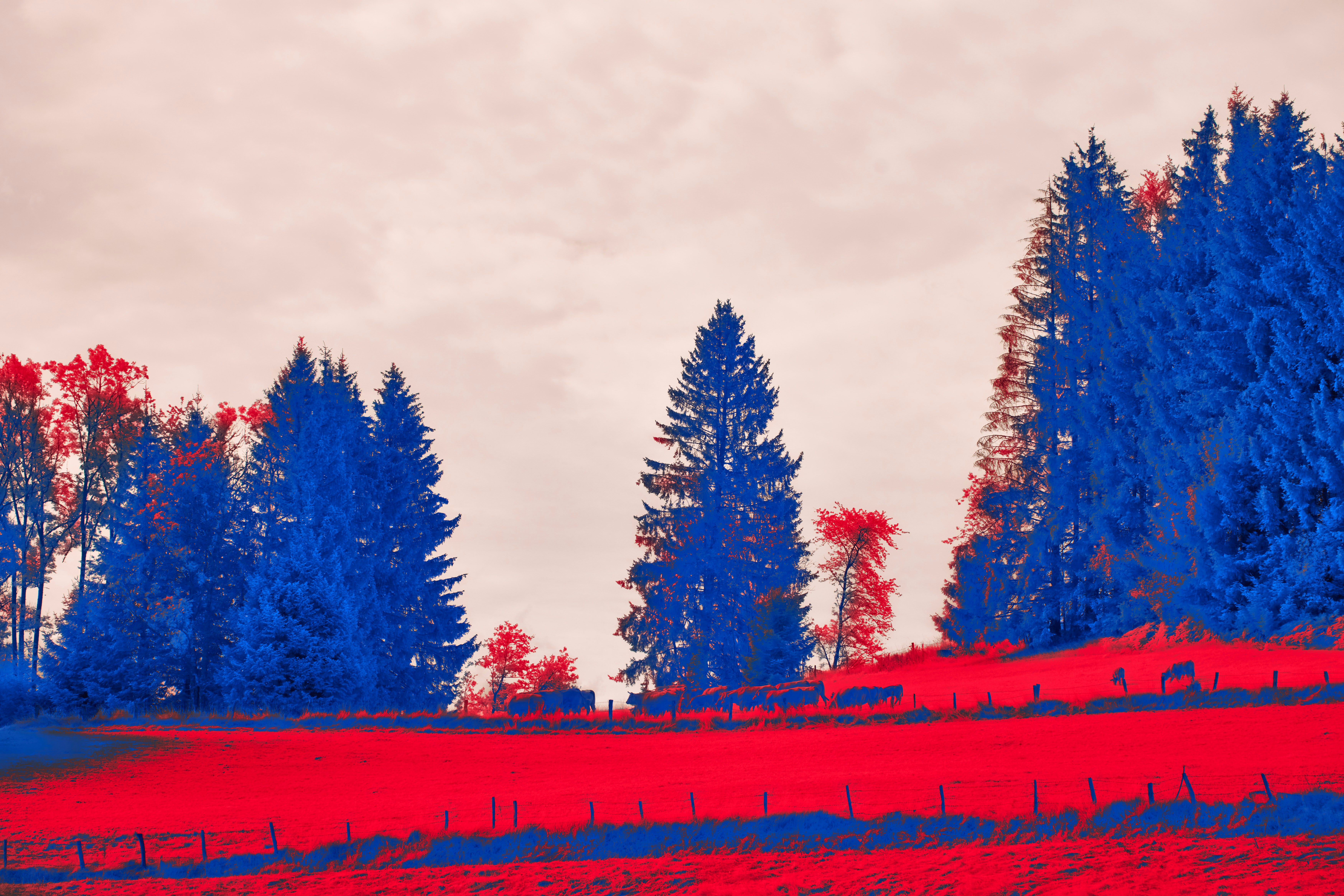 Photo by wolfgang_hasselmann