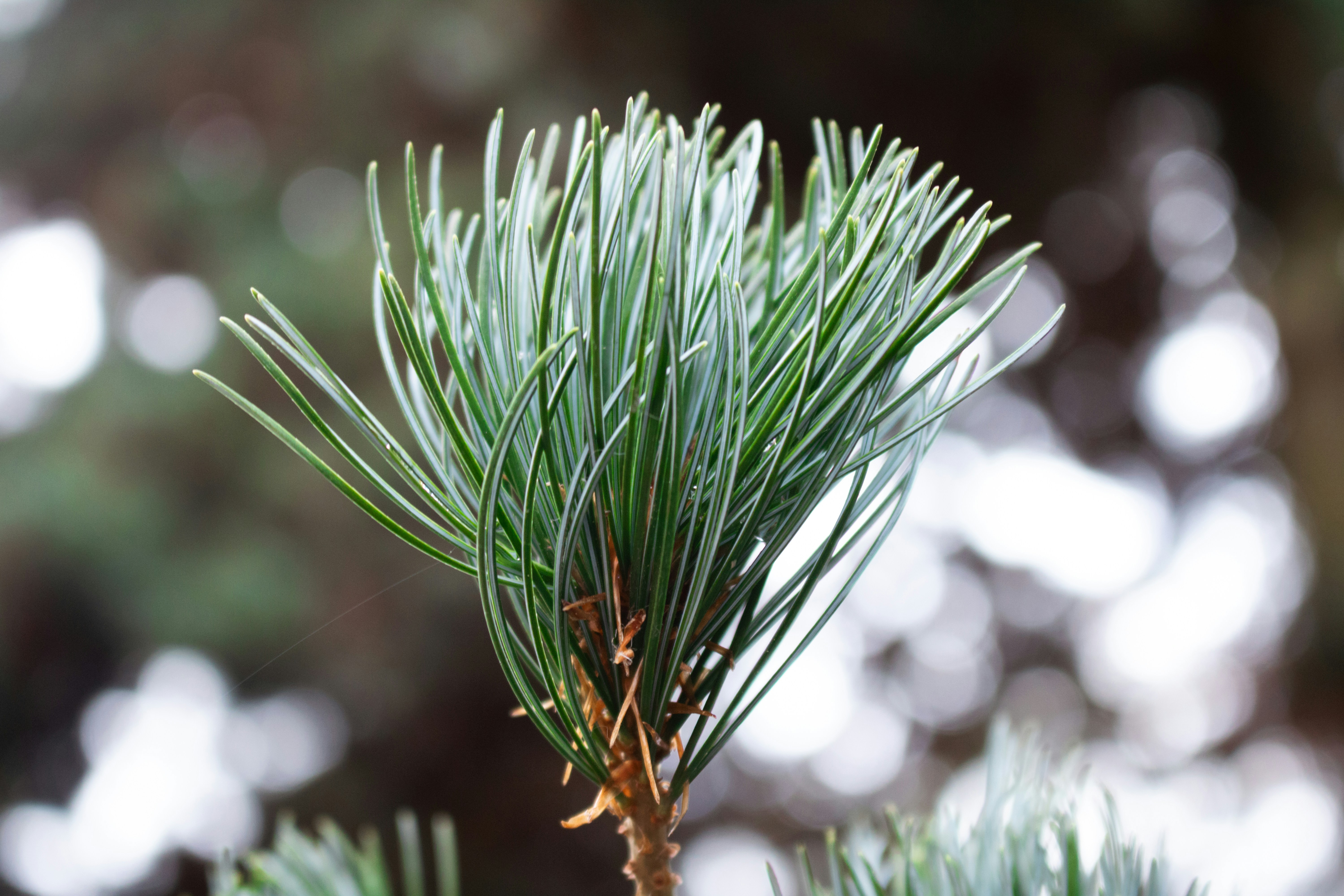 Photo by zoshuacolah