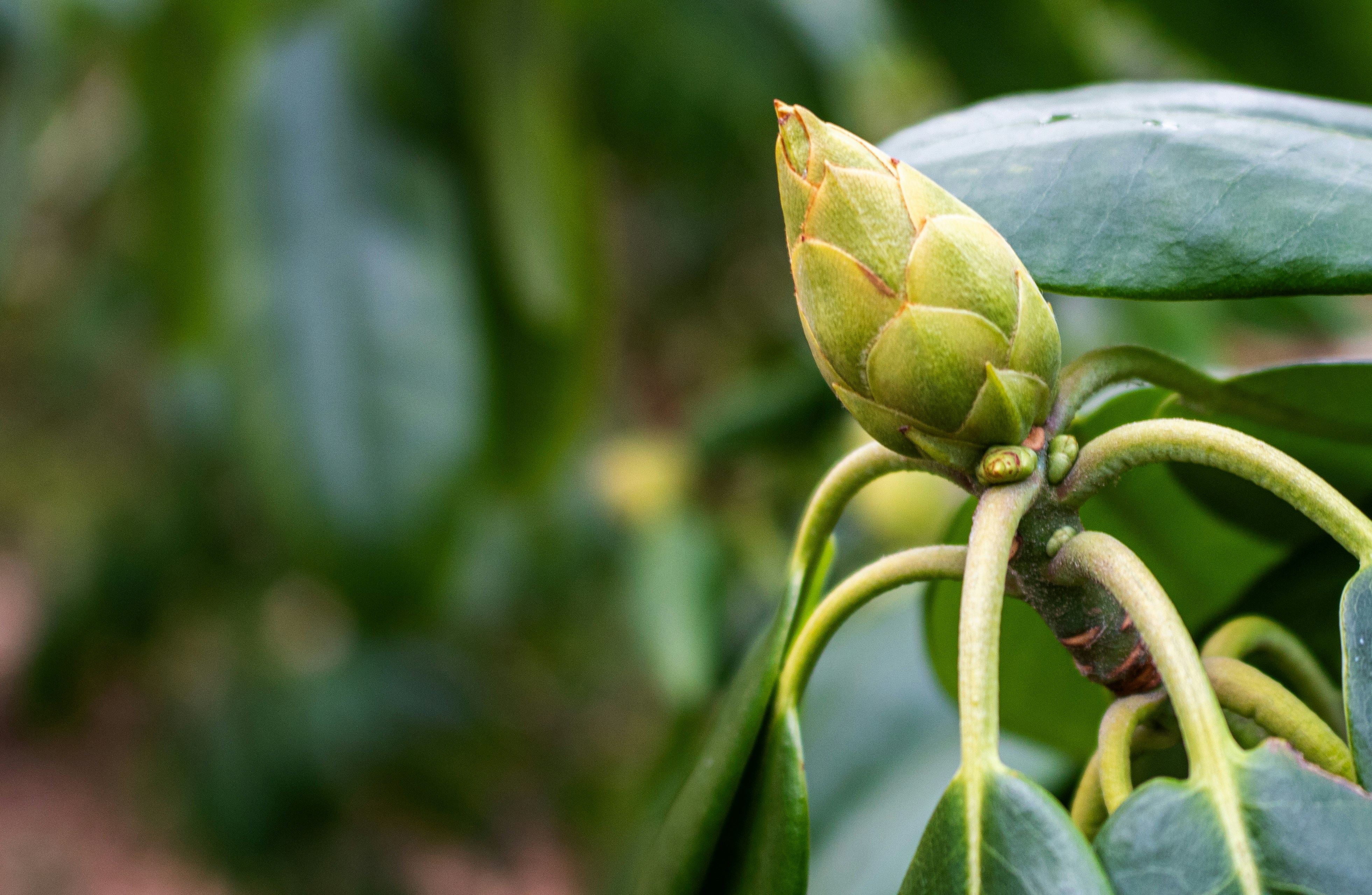 Photo by zoshuacolah