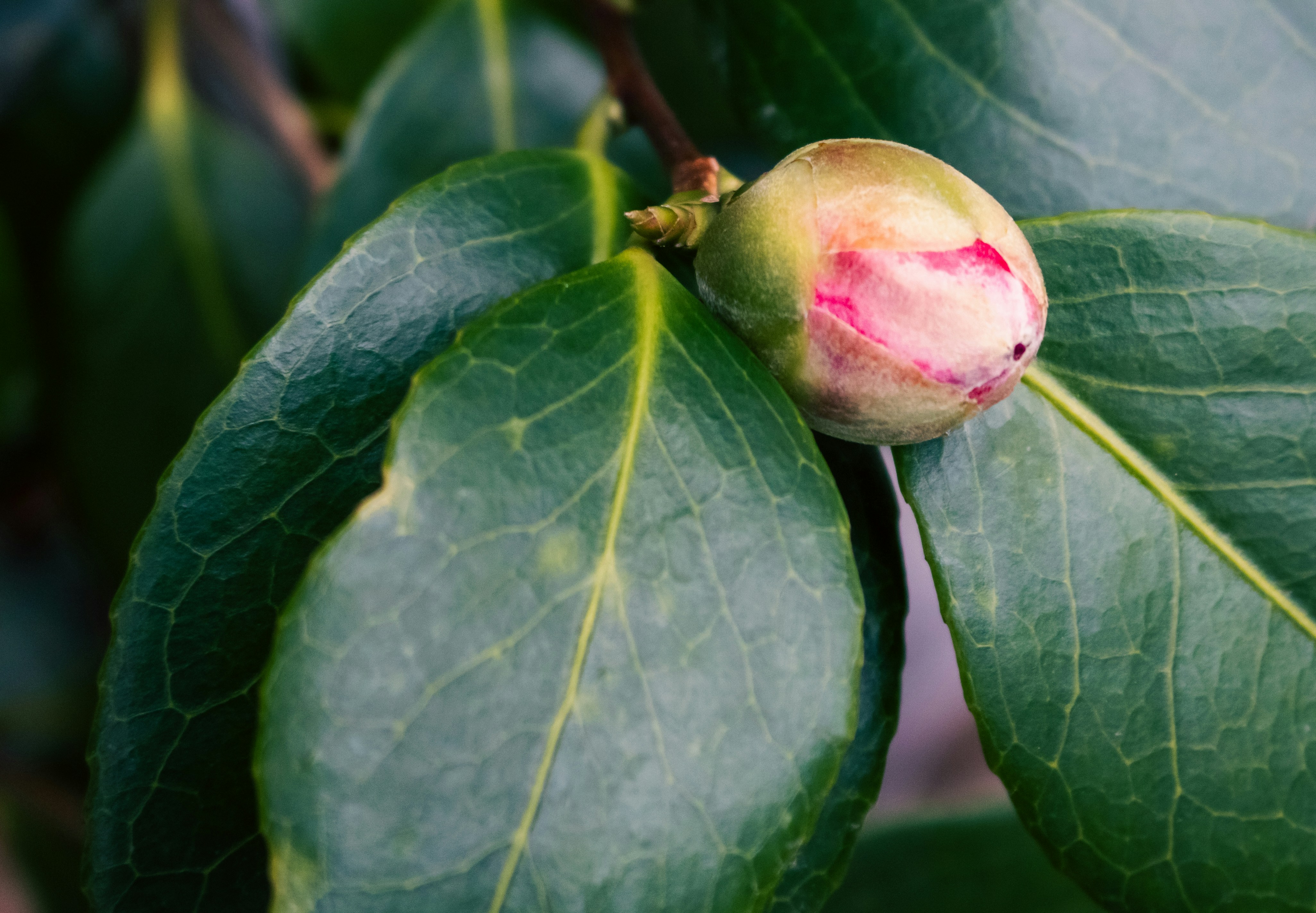 Photo by zoshuacolah