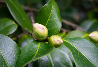 Green plant buds blooming — symbol of TIKA's meaning in Quechua: growth and potential