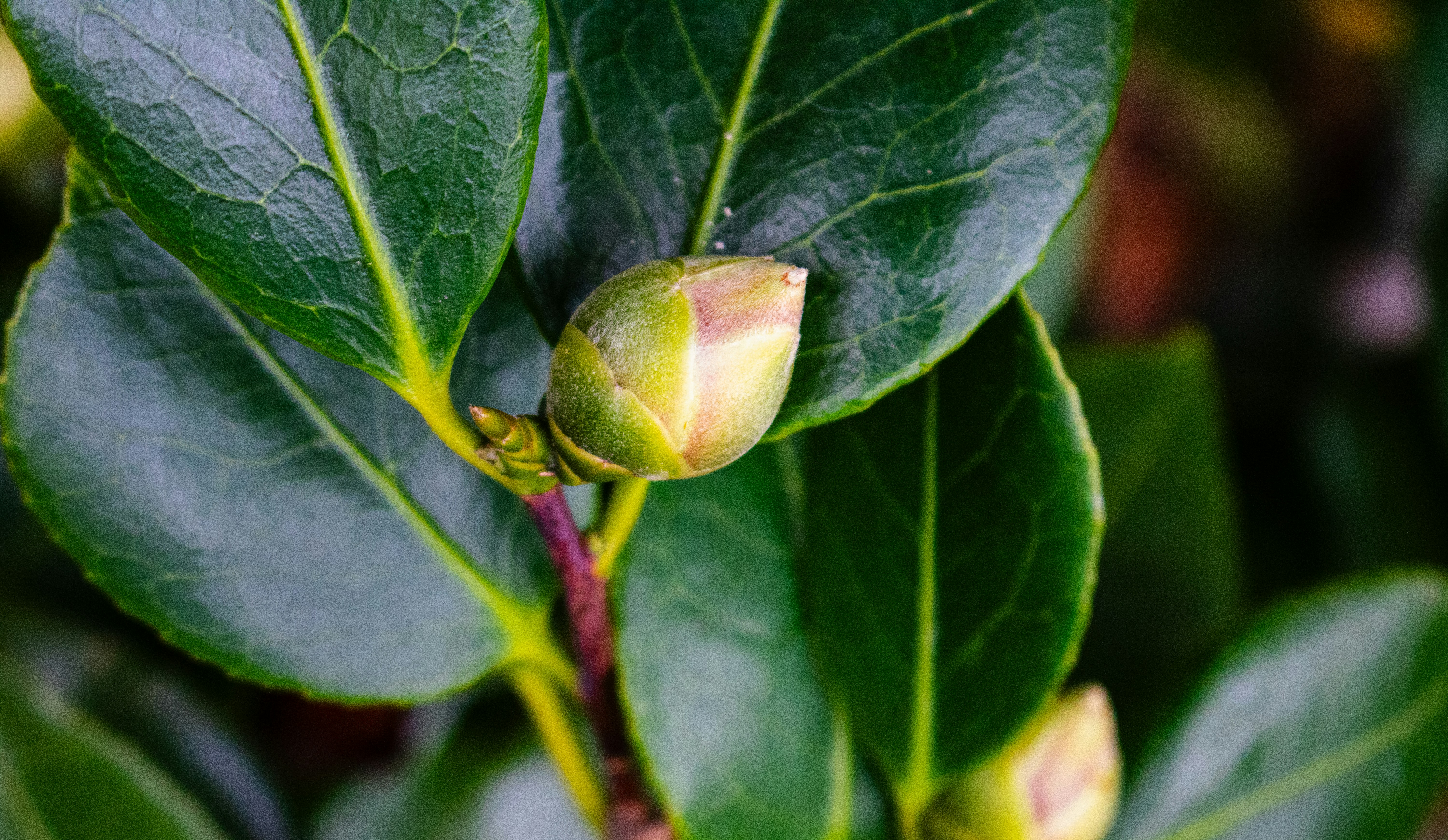 Photo by zoshuacolah