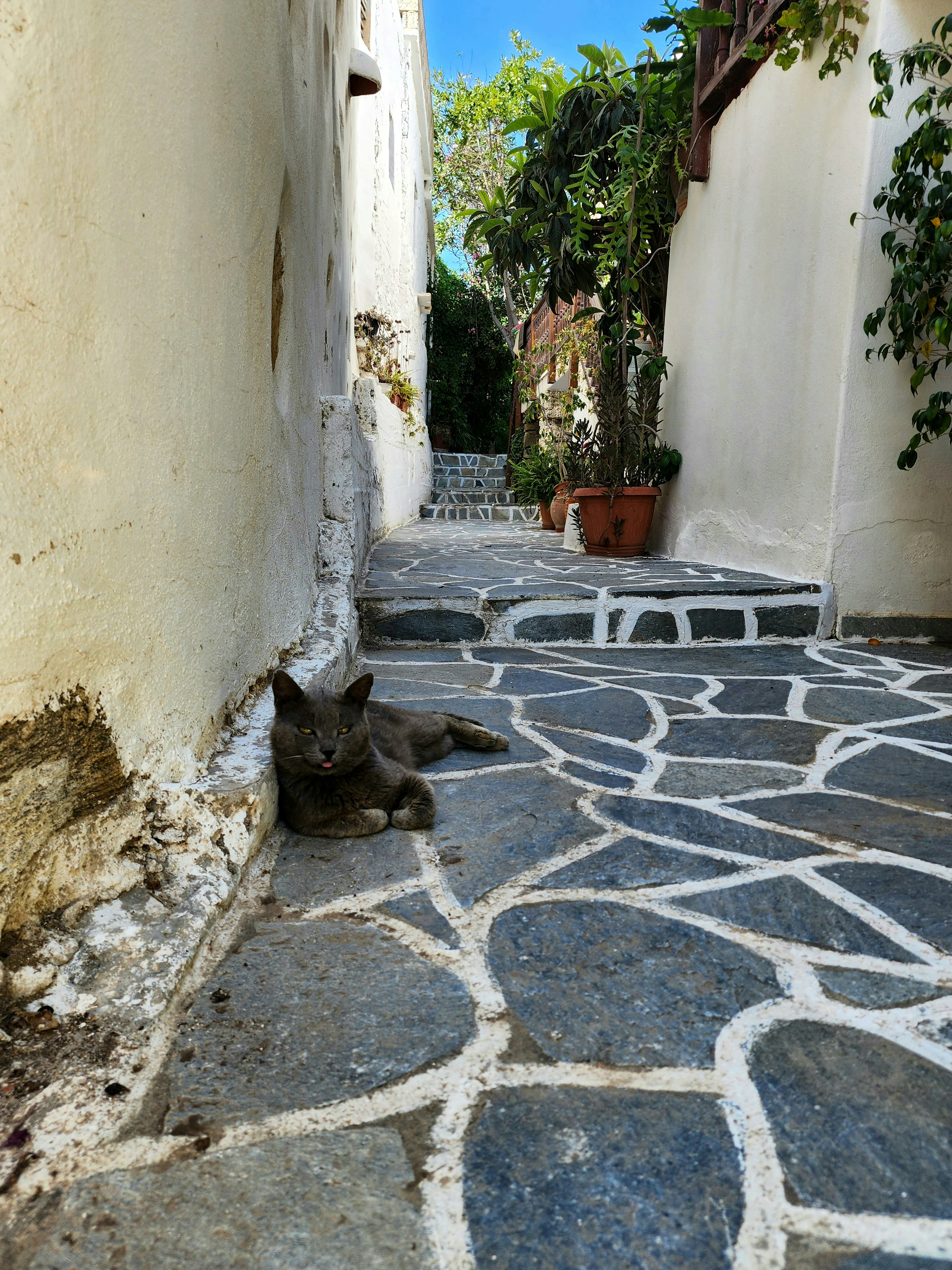 Un chat se repose dans une allée de pierre.
