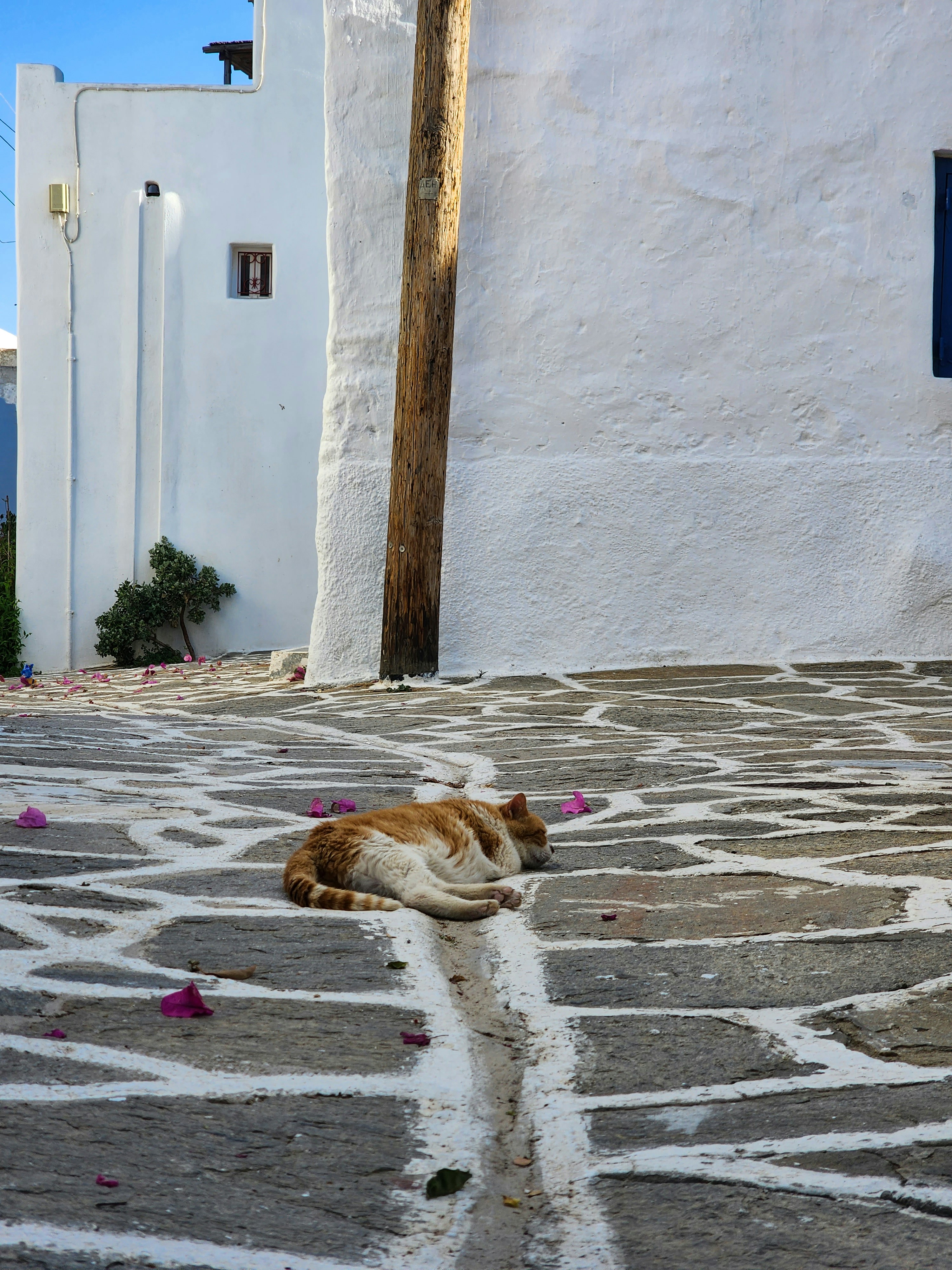 Un chat dort sur des pavés à motifs.