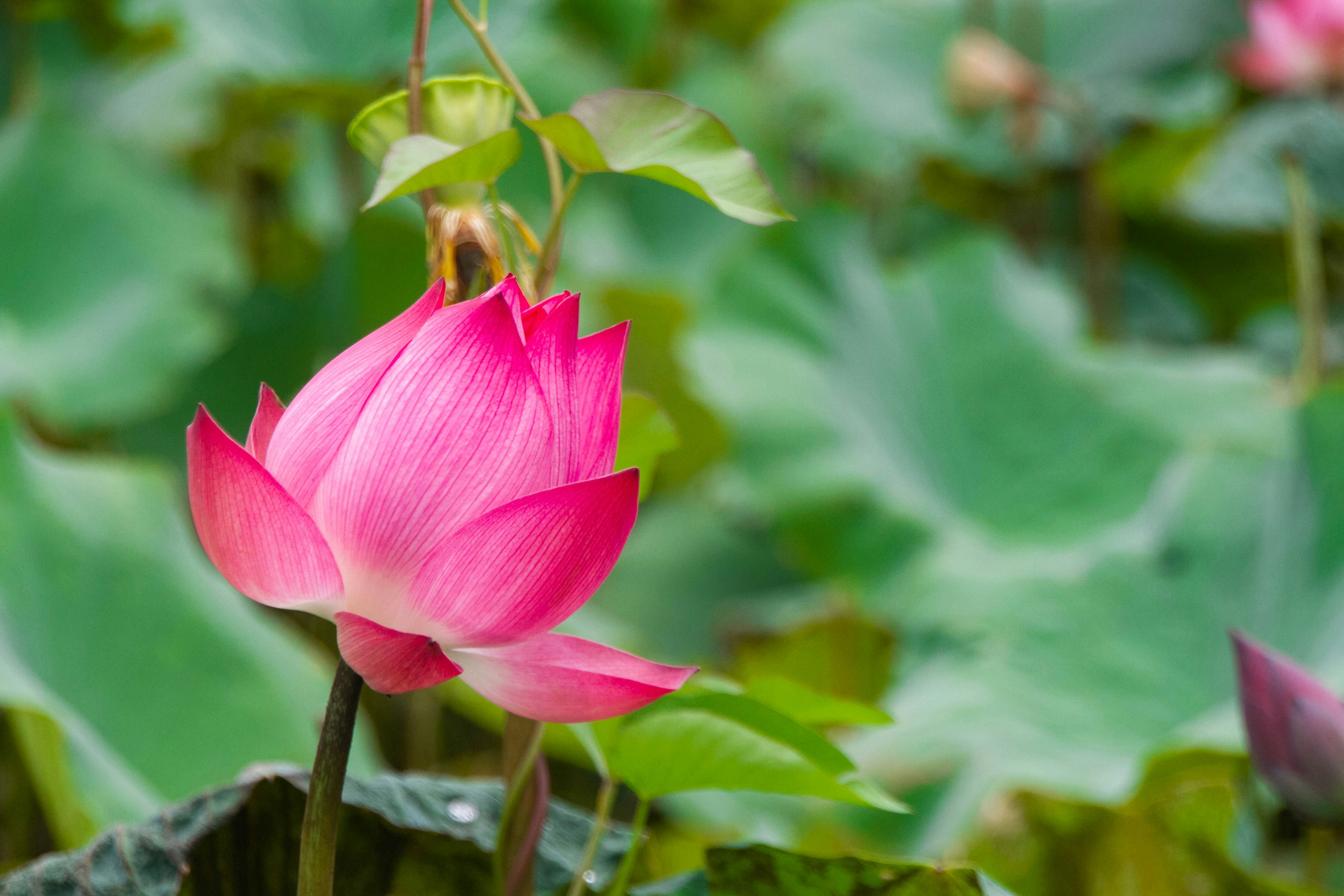 A pink lotus flower blossoms beautifully amidst green leaves.