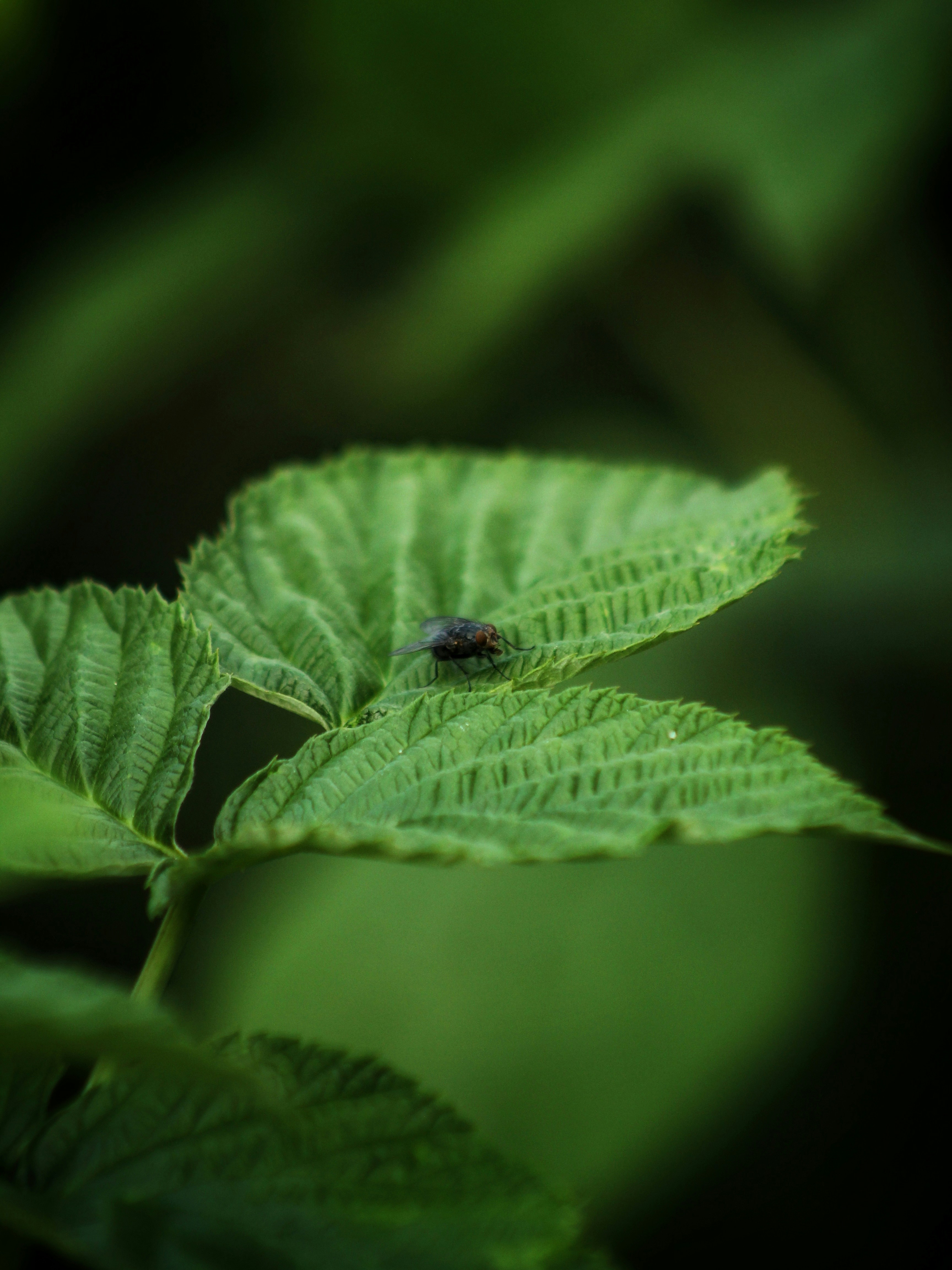 A fly rests on a lush green leaf.