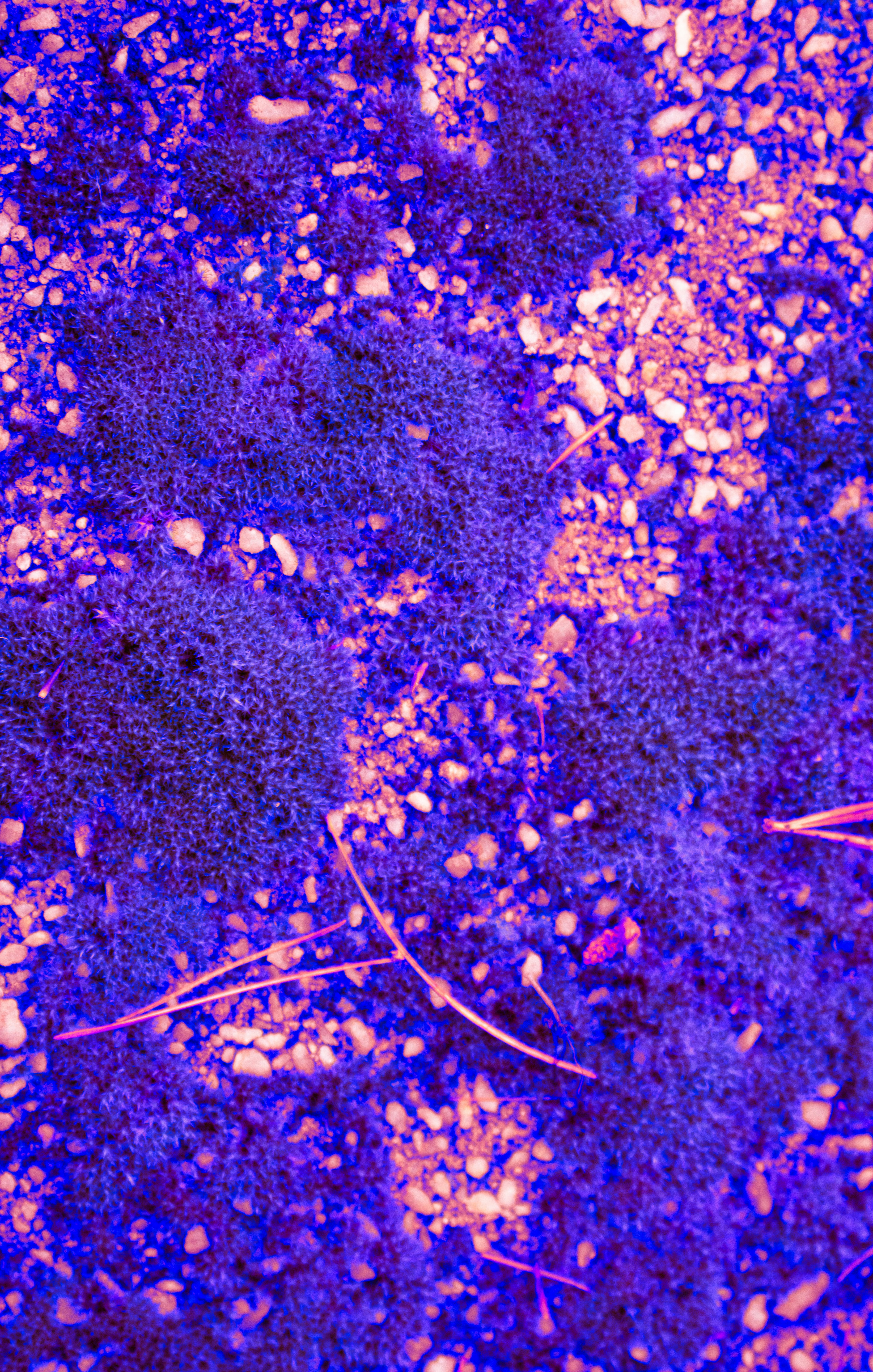 Photo by zoshuacolah