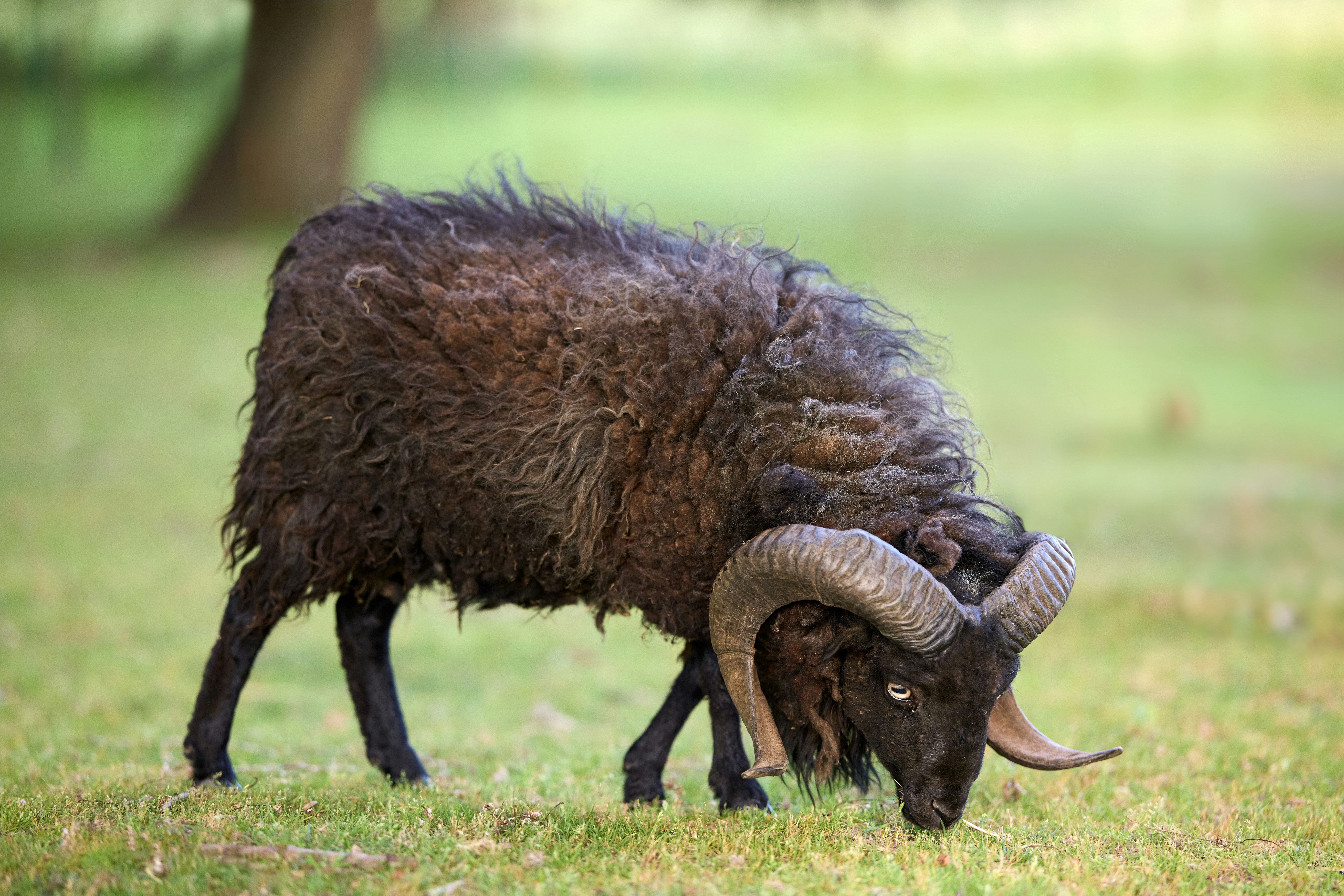 Photo by erwinbosman